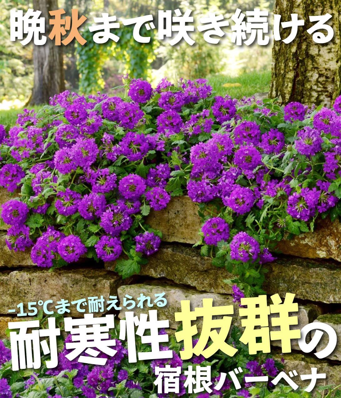 ミロッキー様 全12苗 ポットごと梱包⑱乙女蛍❣️ざらめ❣️あかずきん❣️ Pickup 全ての商品 – 植物家族