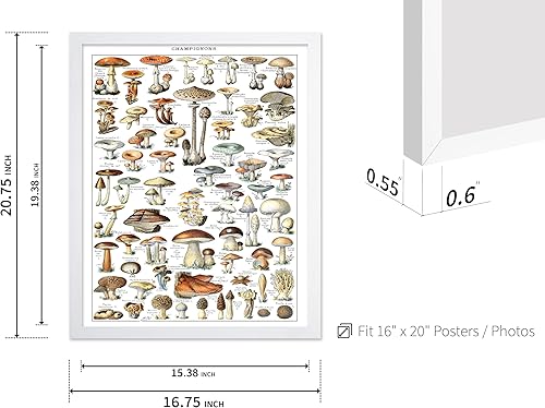 Miniatura 469 de Poster Master Póster vintage de orquídea, estampado de flores retro, arte de pared de plantas exóticas, arte botánico, regalo para hombres y