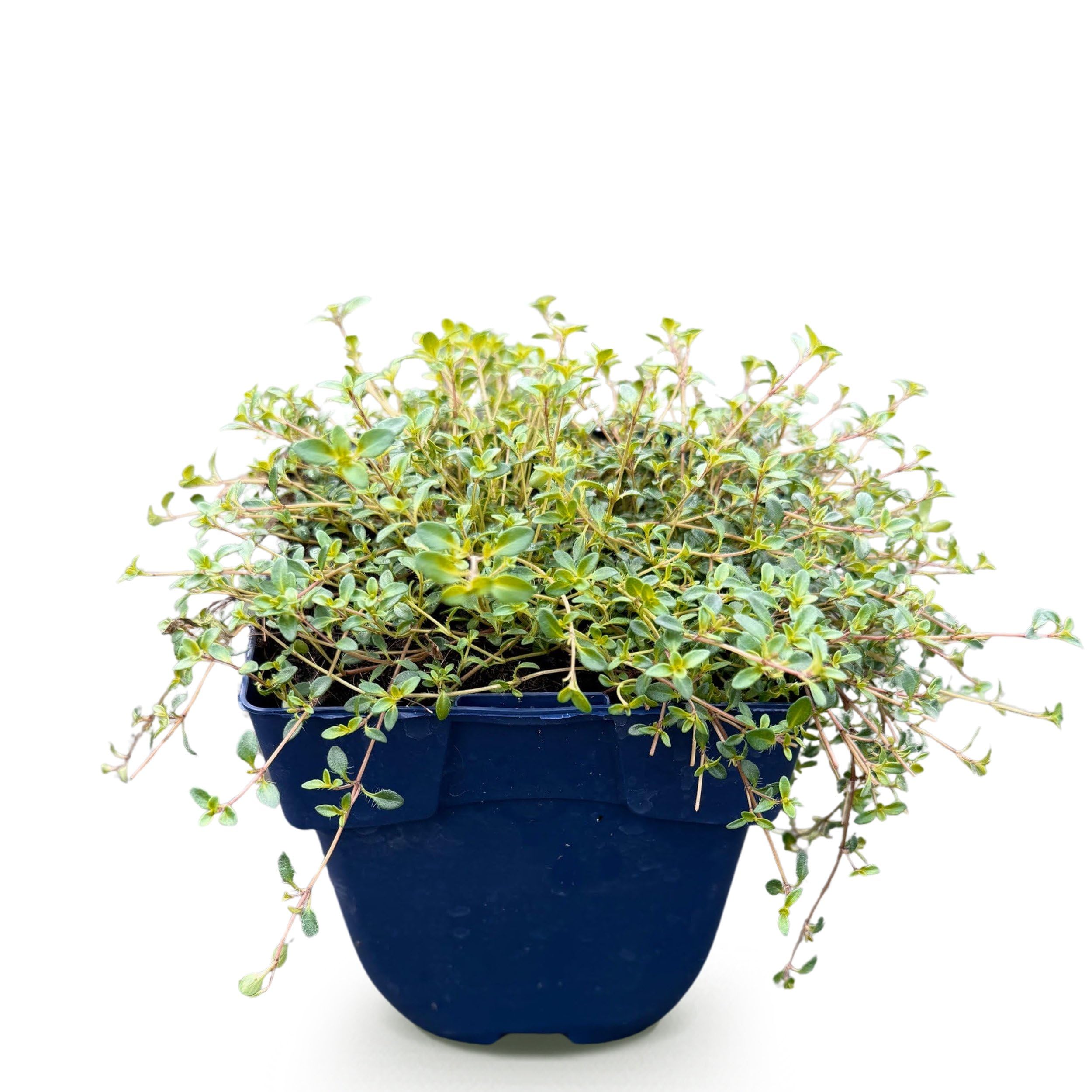 Thymus praecox Red Carpet - Tomillo rastrero - Aromático - Rojo-rosa - 15-25cm - Ø11cm - Planta de jardín