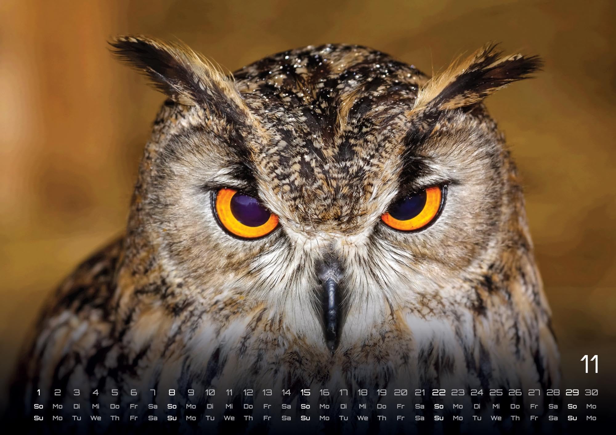 Eulen - Wächter der Nacht - 2026 - Kalender DIN A2: Der Wandkalender mit den schönsten Eulen-Motiven für das Jahr 2026 im extragroßen Format DIN A2 (ca. 60 x 42 cm)!