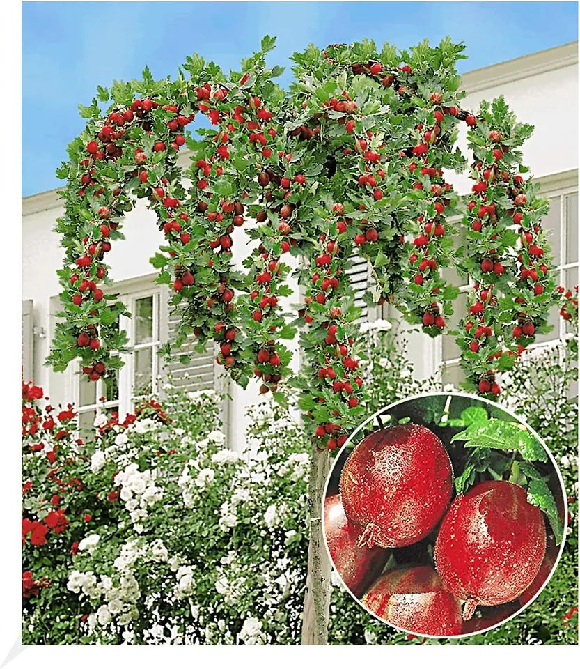BALDUR Garten 1x Stachelbeer-Stämmchen 'Captivator', Pflanze im 3 Liter-Topf, bequem ernten, ohne sich zu stechen, robust, wuchsfreudig & ertragreich, winterhartes Obst-Stämmchen