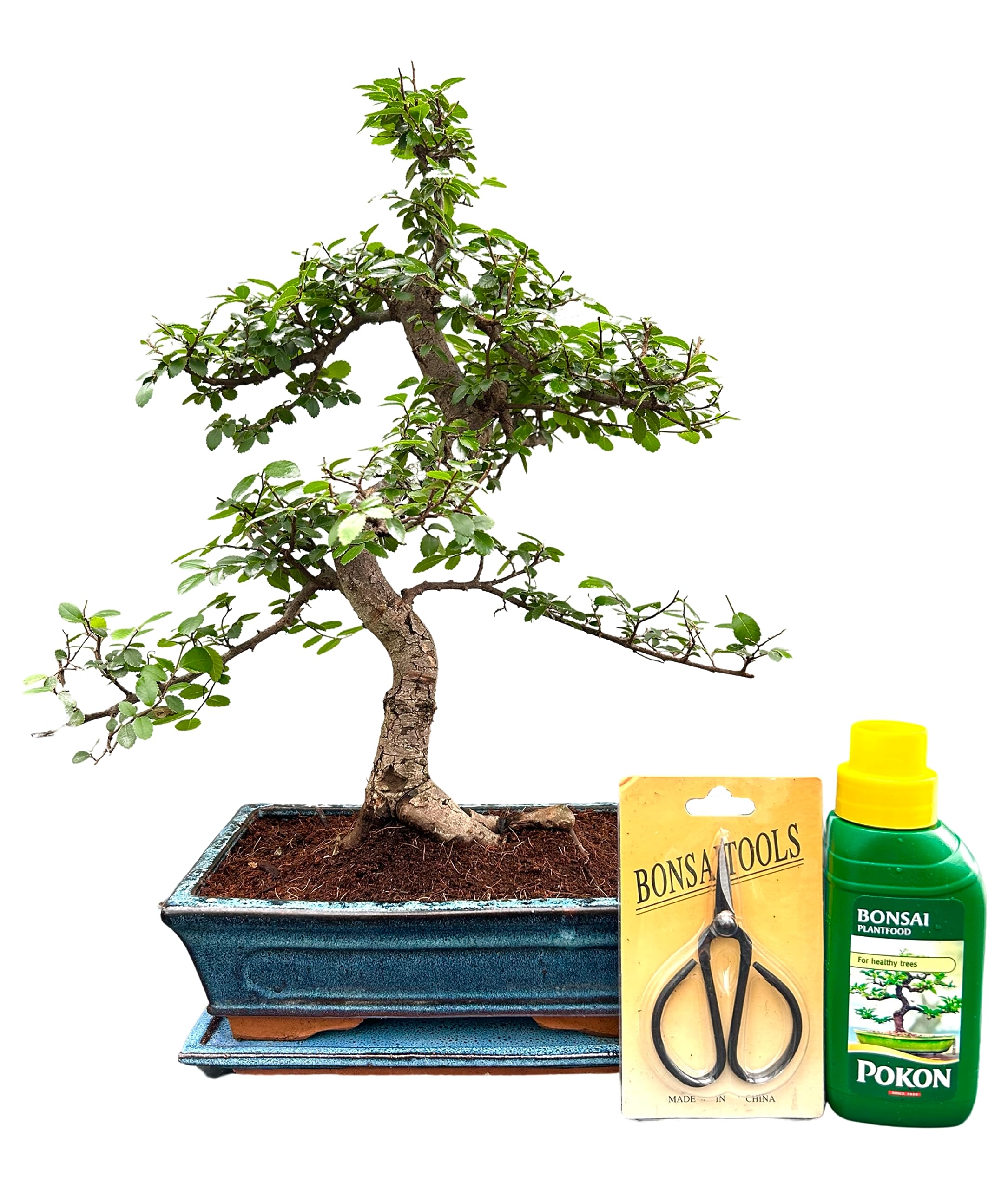 Bonsai Trees (12yr Old S Style Elm Gift Set)