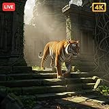 Tiger Temple Tranquility: Sacred Jungle Night Ambience & Calm Wildlife Meditation for Fire TV & Tablets