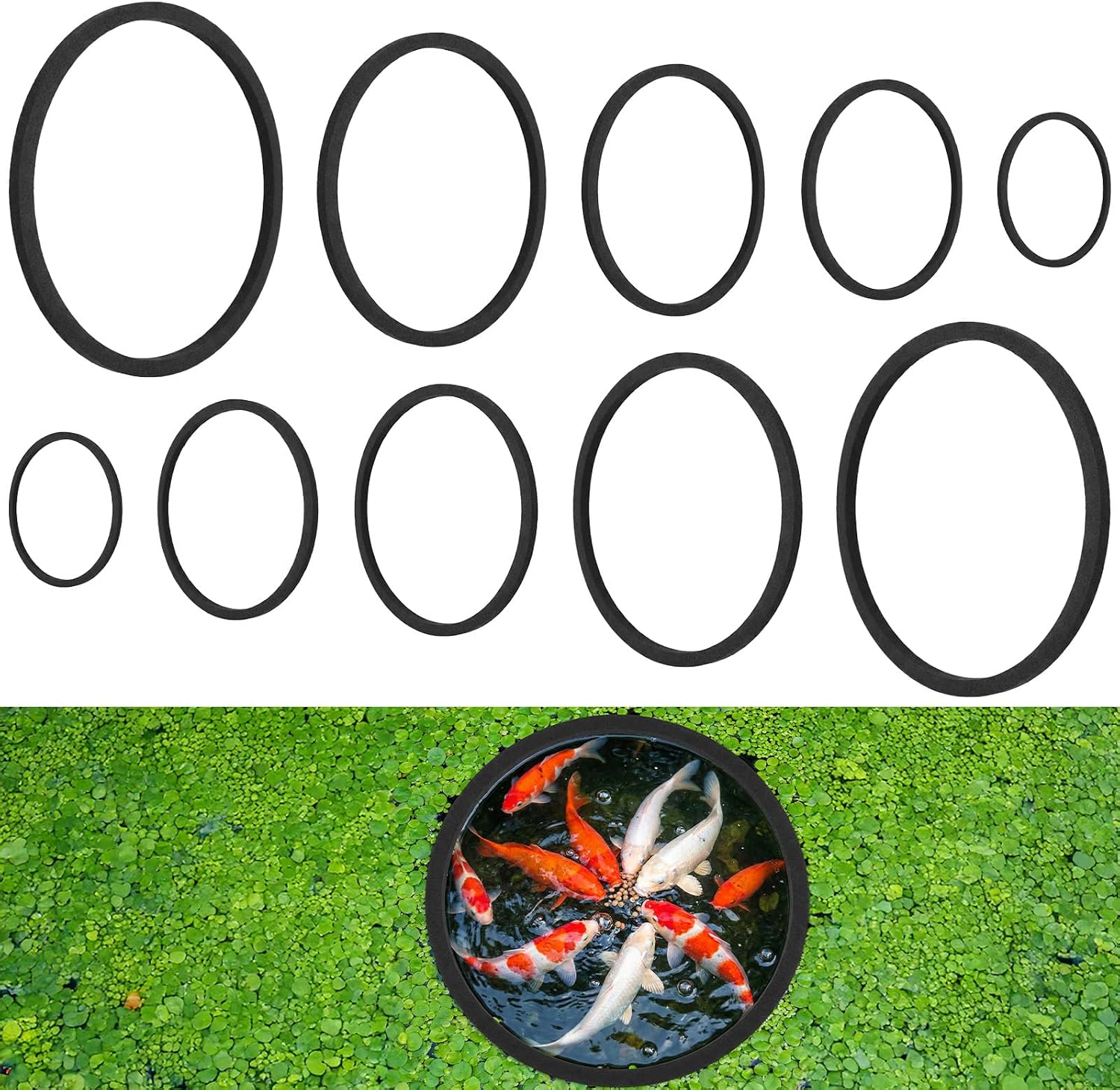 Amazon.com: 10 PCS Fish Feeding Ring, 5 Sizes Aquarium Floating Plant ...