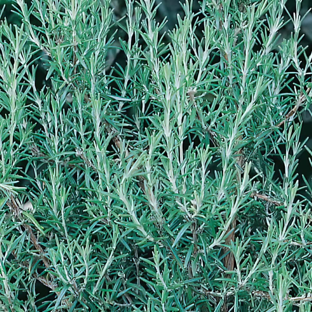 Rosemary Plug Plants. 'Blue Winter'. Hardy Culinary herb with Pale Blue Flowers. Medium Plug Plants x 4. Available from Bedwen Plants.