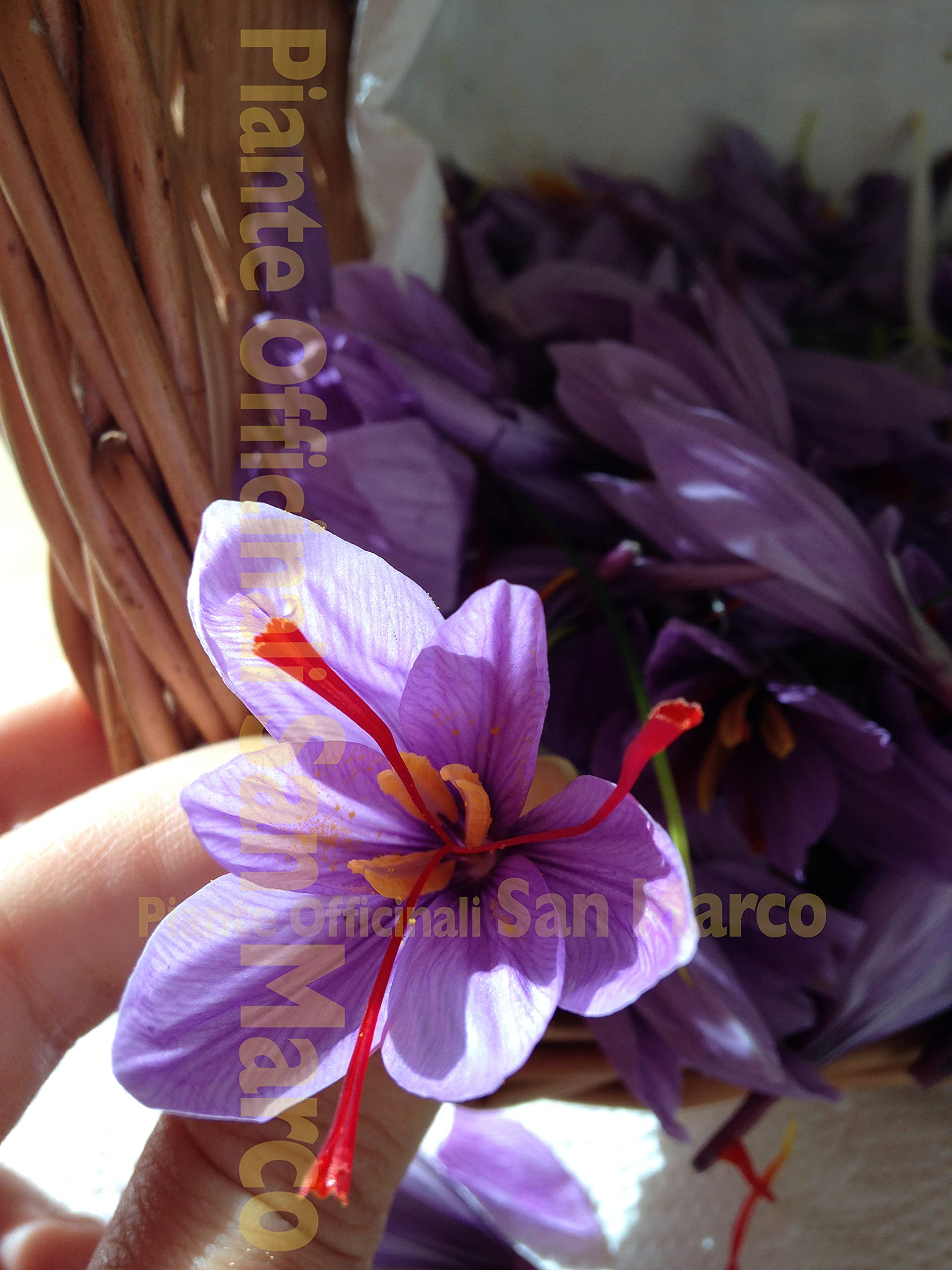 Officinali San Marco - Zafferano toscano biologico in pistilli delle Crete Senesi da 0,25g - 3 vasetti