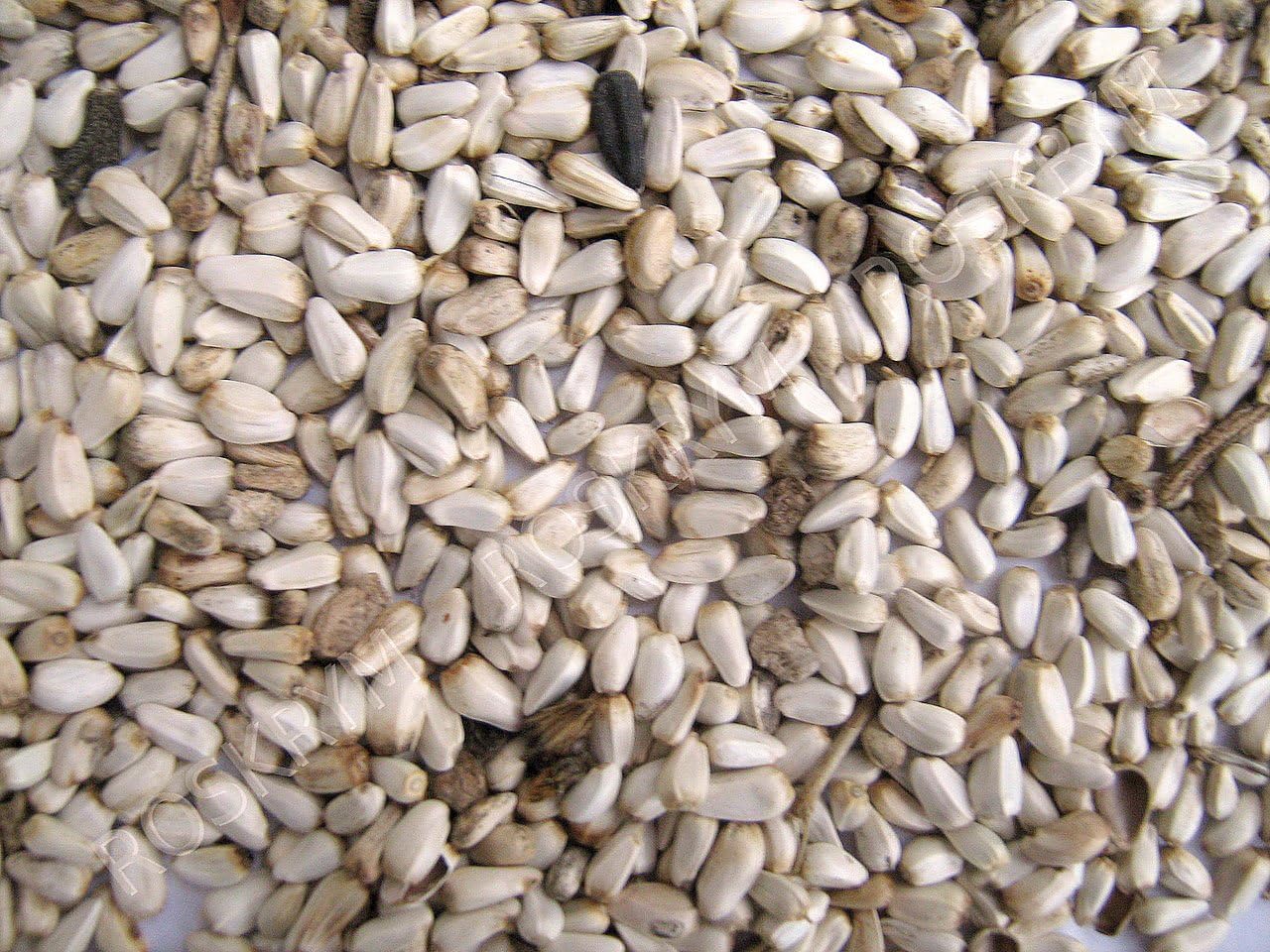 Company-Safflower Seed 25 Pound