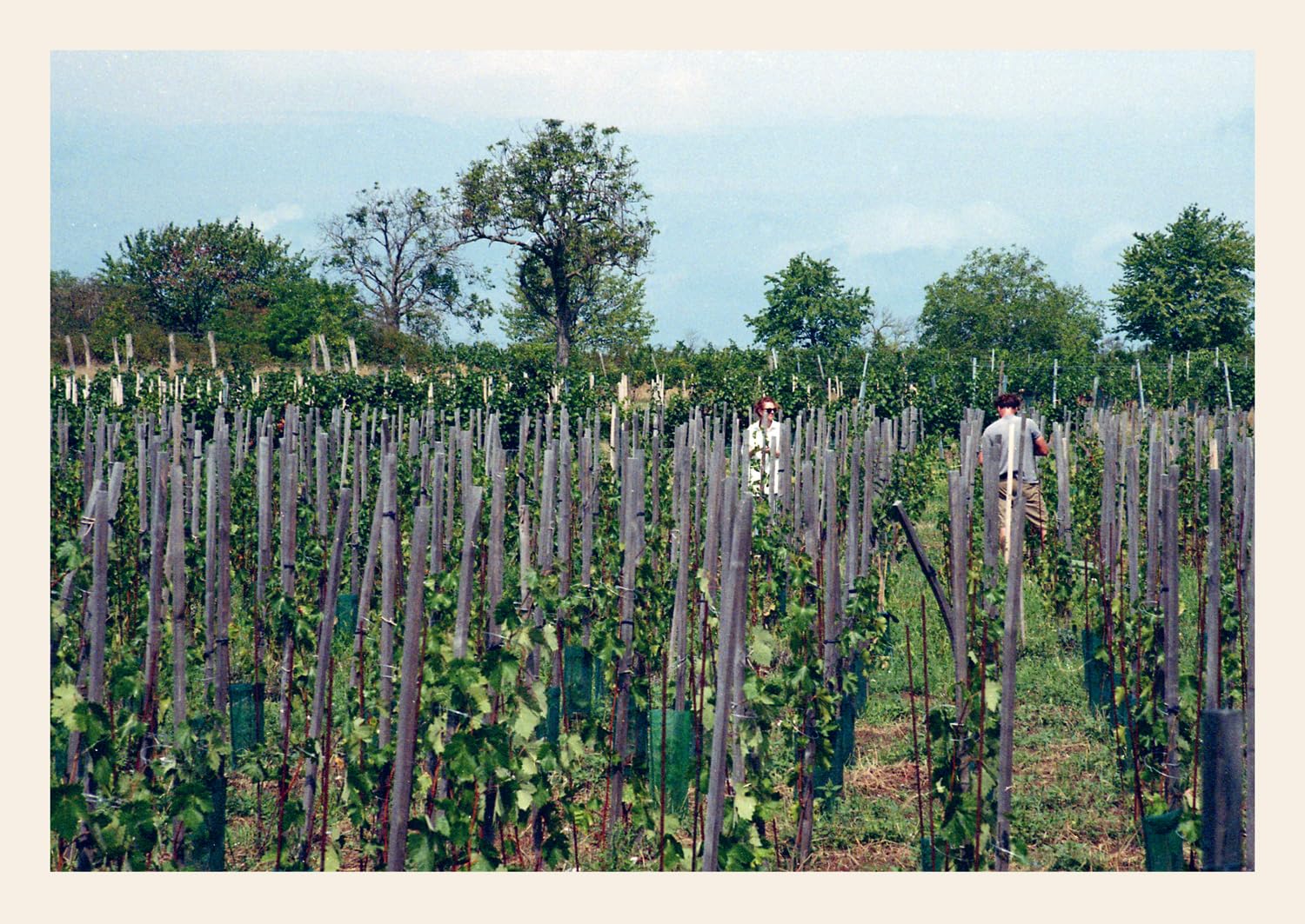 Natural Wine, No Drama: The ultimate guide to low intervention wine, with tasting notes from the award-winning sommelier