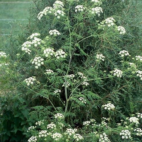 Miniatura 4 de Semillas de cicuta venenosa (Conium maculatum) Más de 30 semillas en cápsulas de semillas congeladas para el jardinero y coleccionista de semillas
