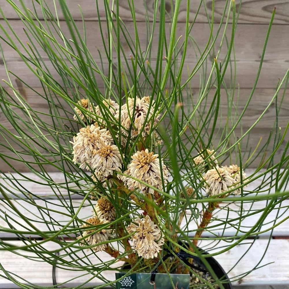 ペトロフィル　エリシフォリア Amazon.co.jp: ヤマモガシ科 ペトロフィル エリシフォリア 5号