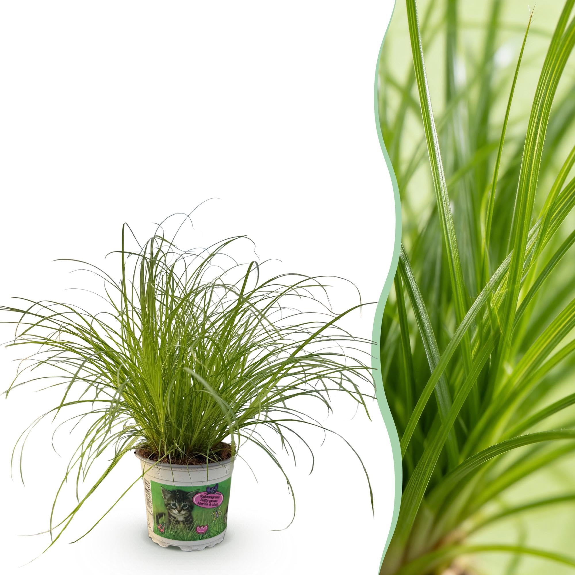Pianta Cyperus Alternifolius Zumula, Erba Gatta, Verde, Vaso 12cm