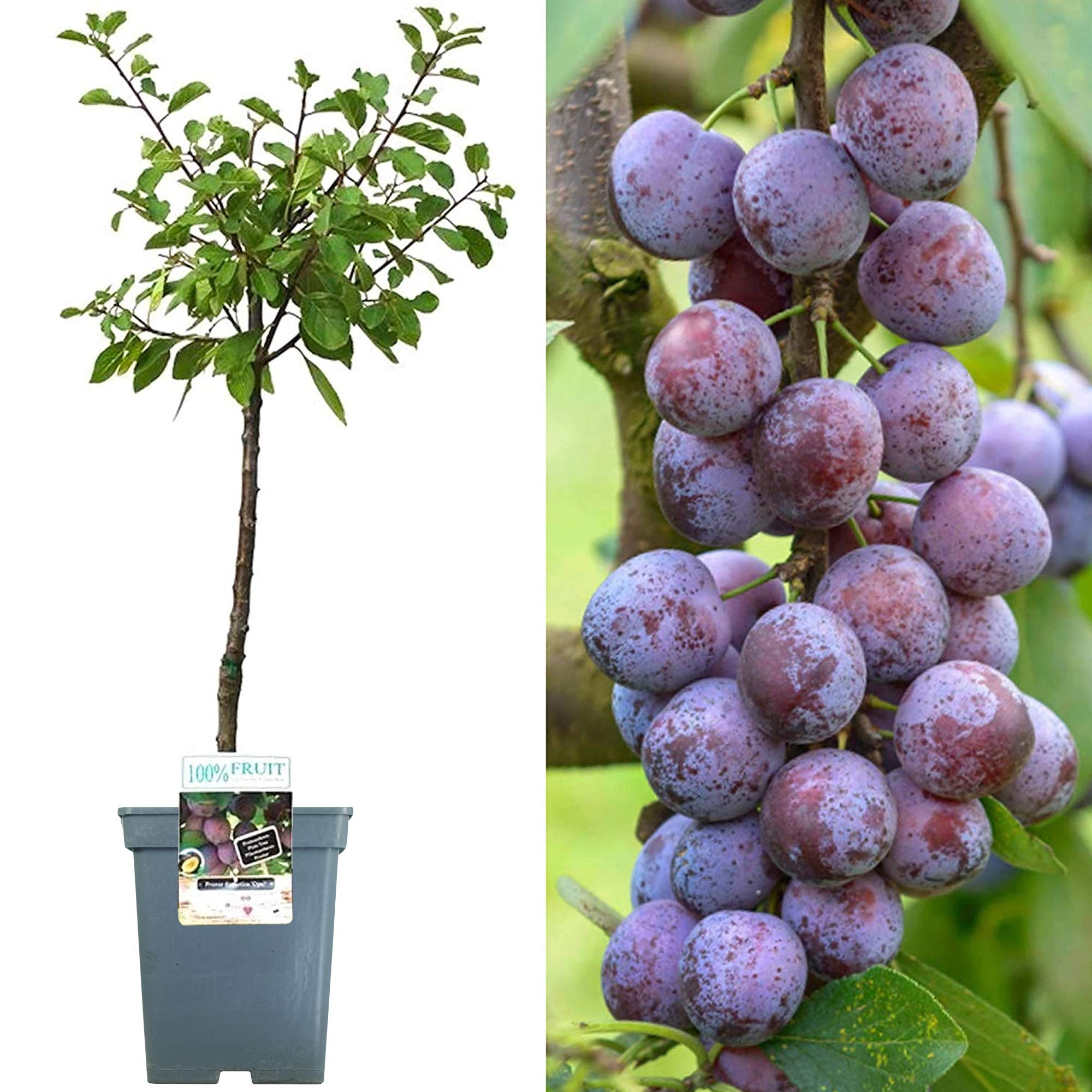 Buy Patio Fruit Tree Collection Various Premium Grade Fruits Ideal