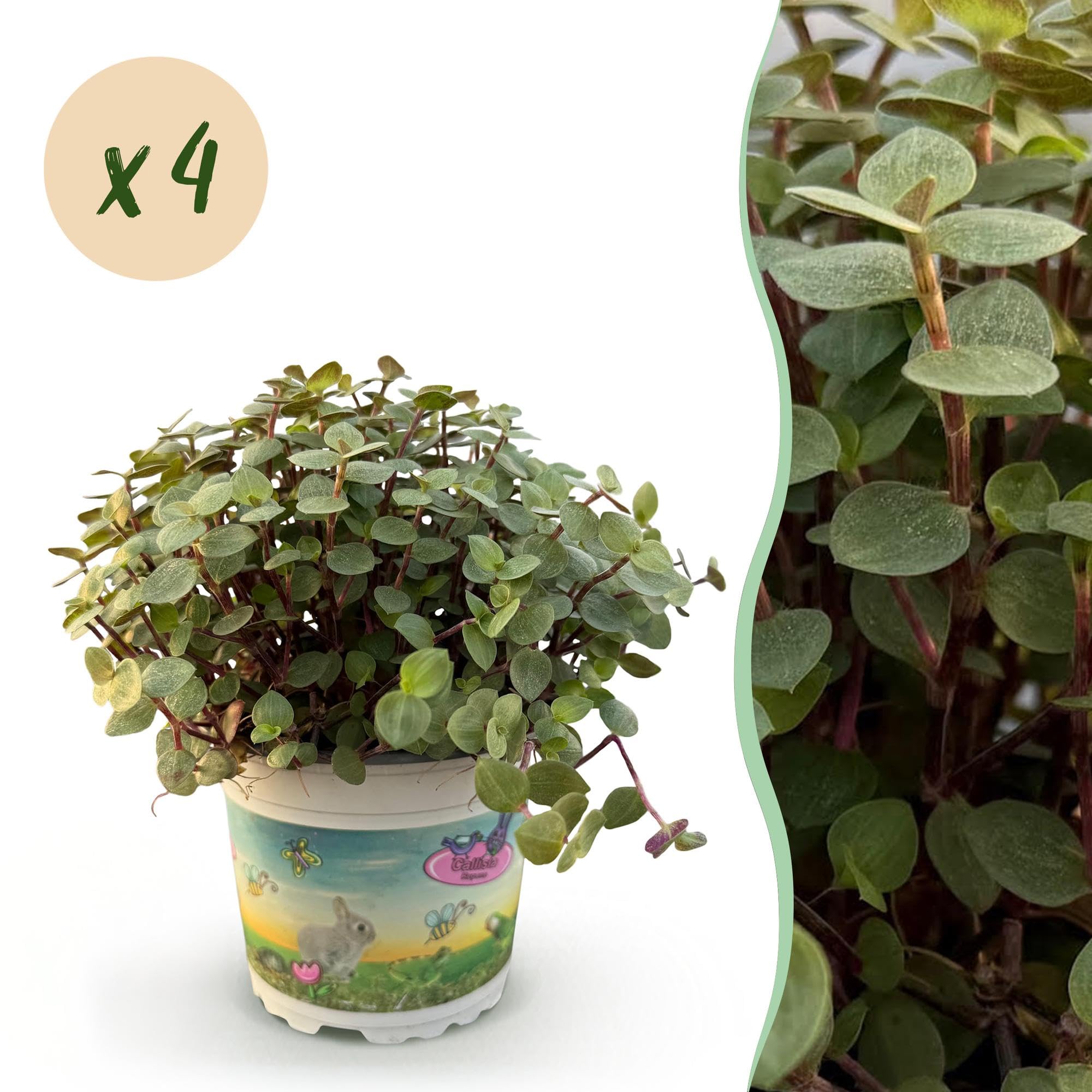 Calissia Repens Pianta da Interno, per Casa, Verde, Set da 4, Vaso 12cm