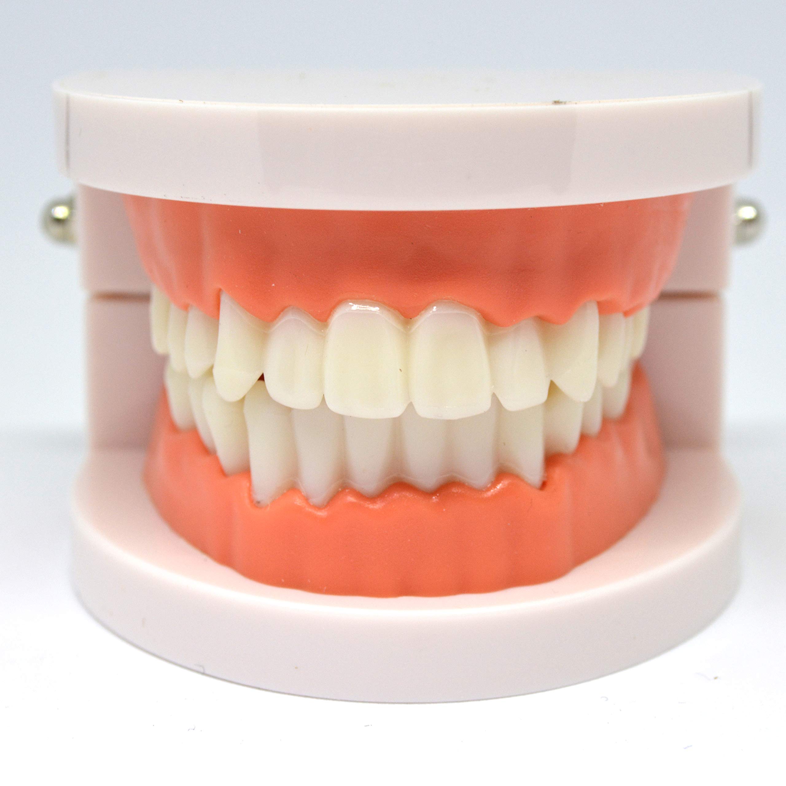 歯　補綴　模型　オールセラミック　サンプル　 標本 歯科医師　技工　インテリア 歯 補綴 模型 オールセラミック サンプル 標本 歯科医師 技工