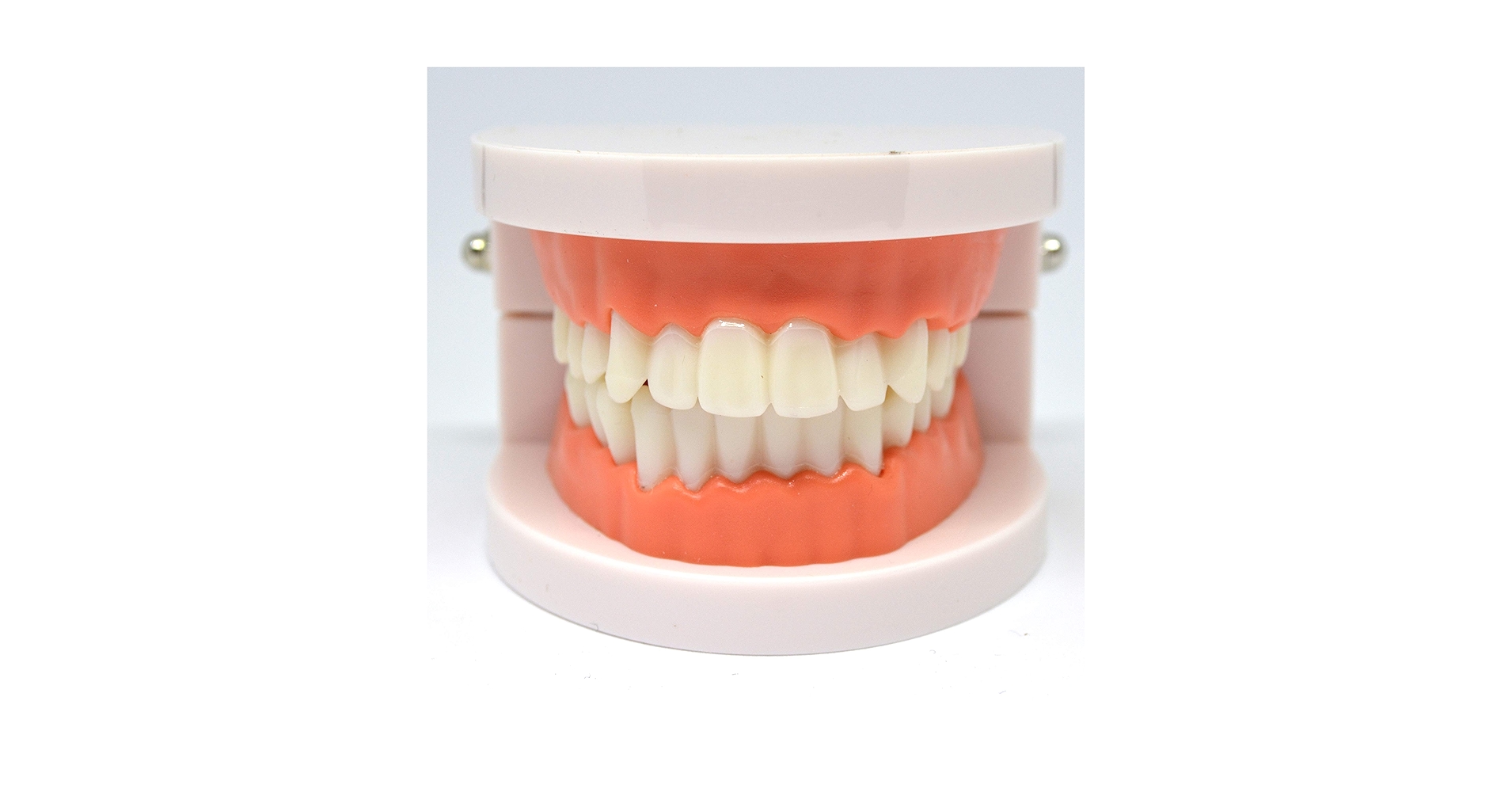 Amazon.co.jp: デンタルモデル 可動タイプ ［IMG製作所］歯の模型/標本