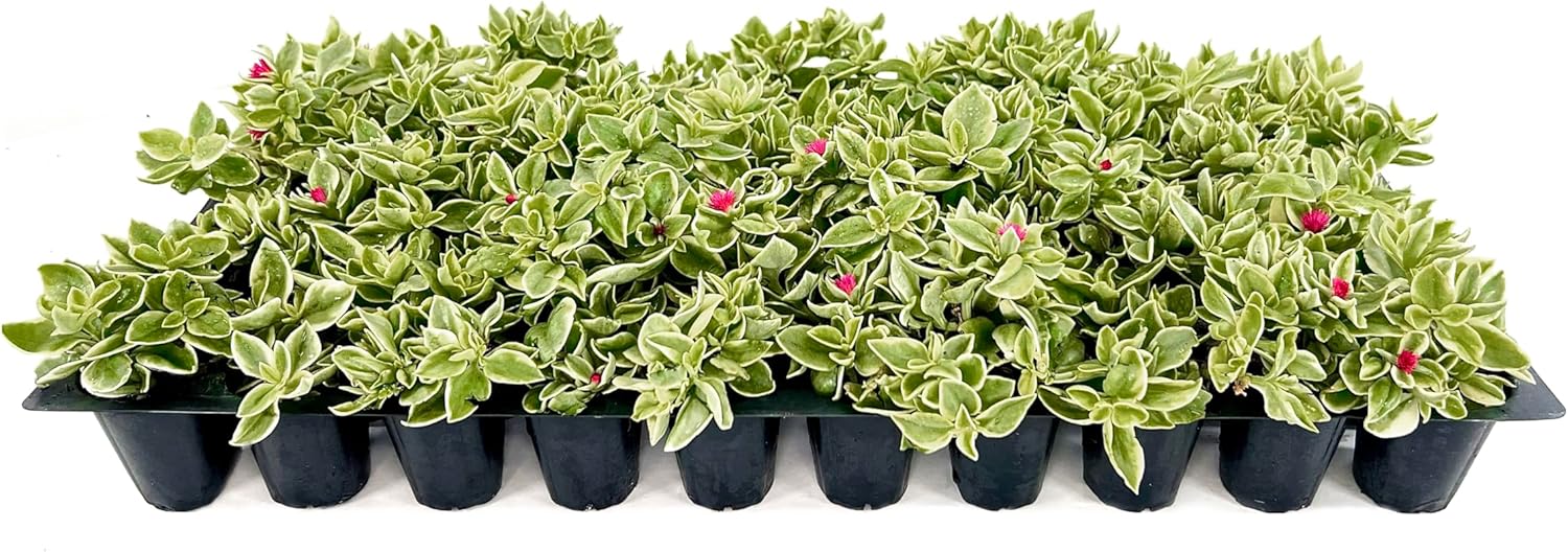 Generic Variegated Baby Sun Rose 3 Live Plants Aptenia