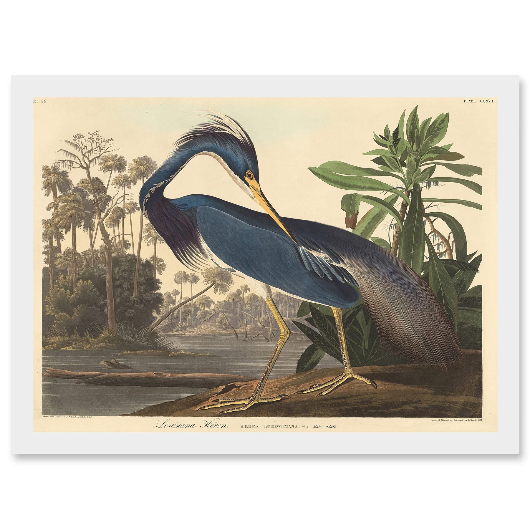 Framed Wall Art Print A4 - Painting Bird Audubon Louisiana Heron - Artery8