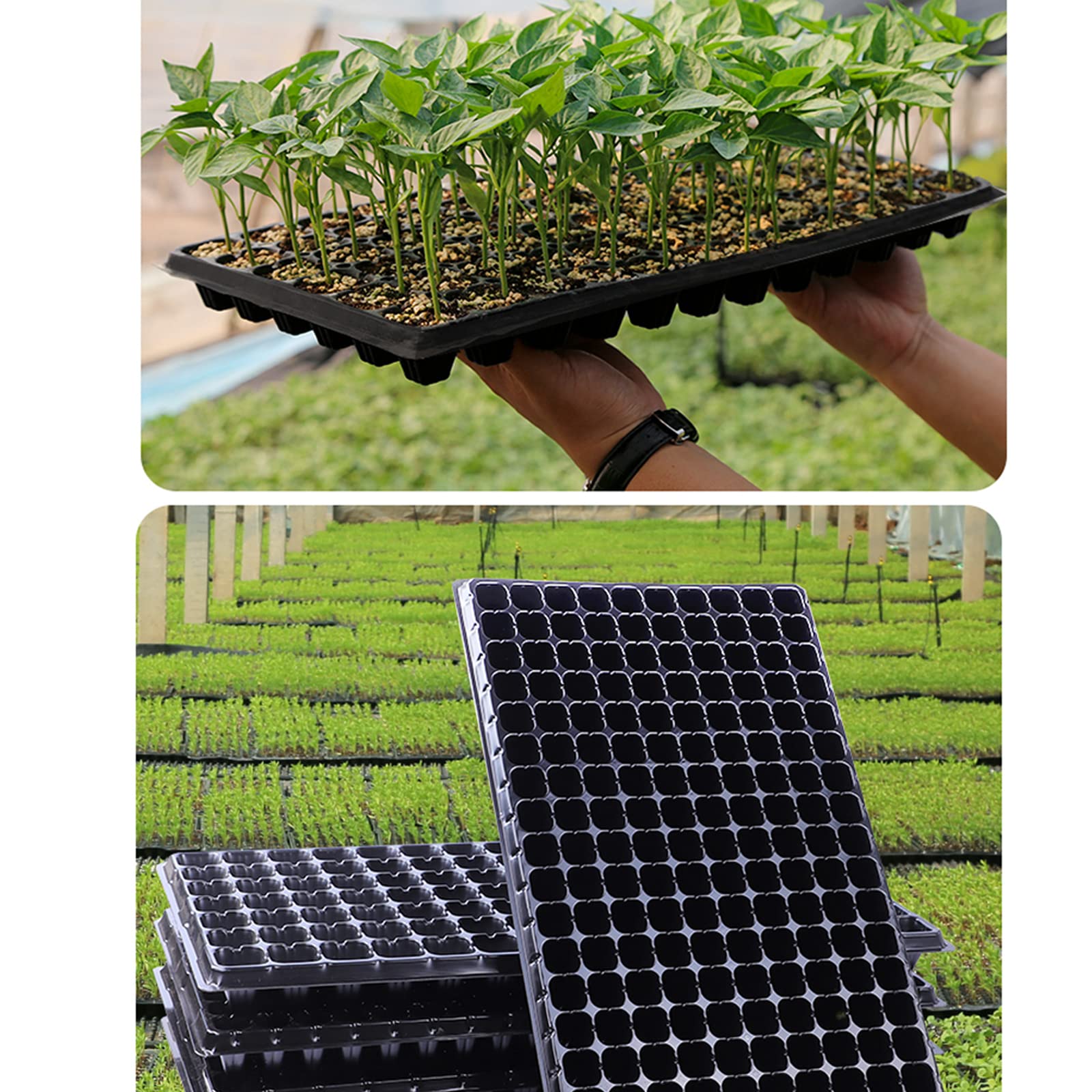 5 Pièces 50 Cellules Plateaux de Semences Bac à Semis Mini Serre pour Semis Plateau de Germination Plateaux Graines Culture pour Jardin Légume Fruit Fleurs