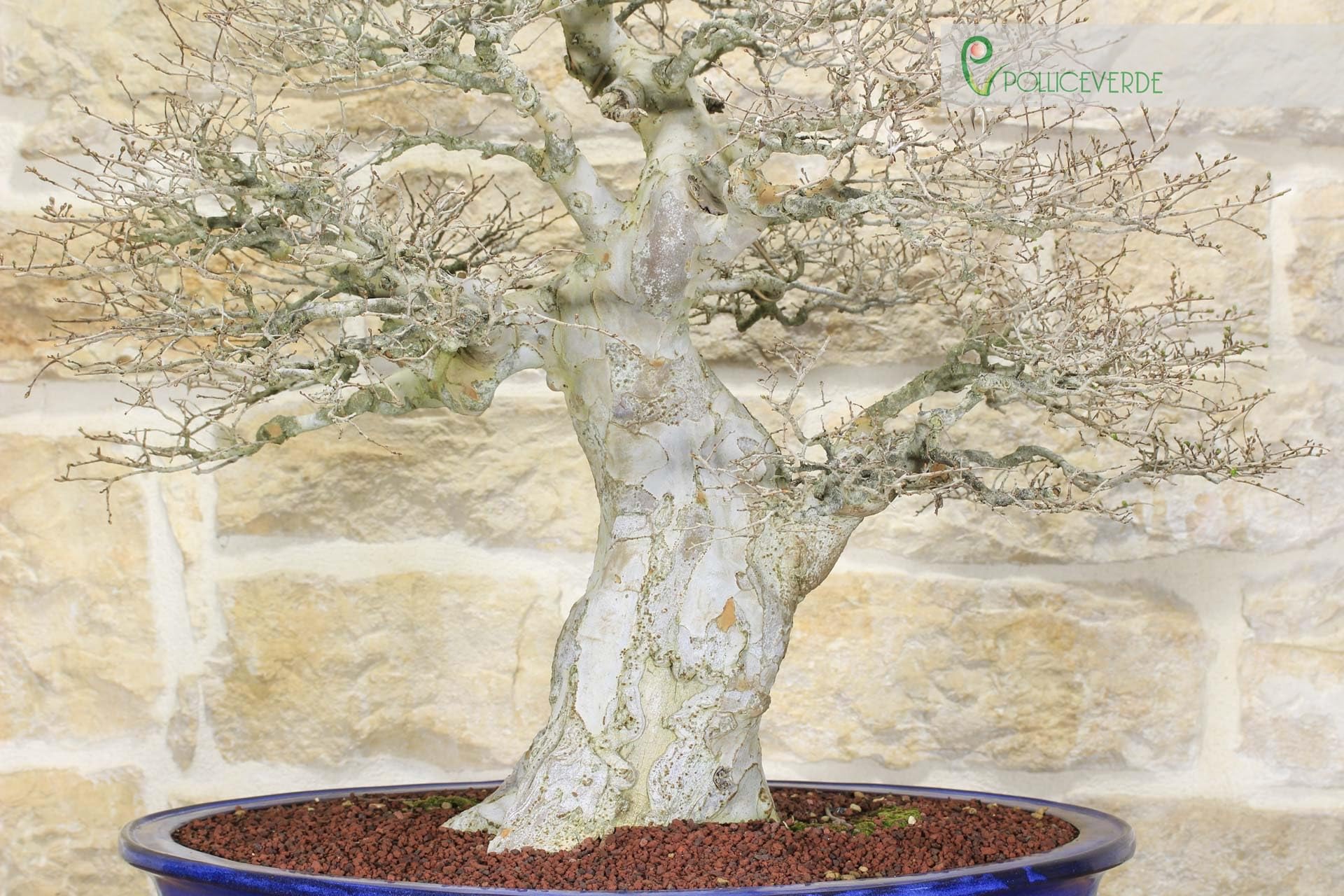 Bonsai di Zelkova Parvifolia (80)