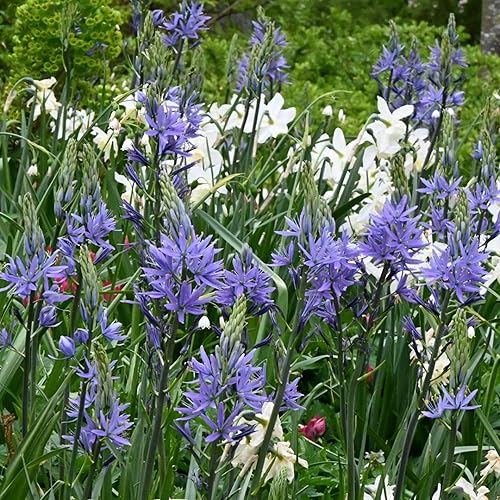 Miniatura 6 de CHUXAY GARDEN Camassia púrpura oscura-jacinto salvaje, levas, camas, levas de Leichtlin, Quamash 30 semillas llamativa planta de acento llamativa