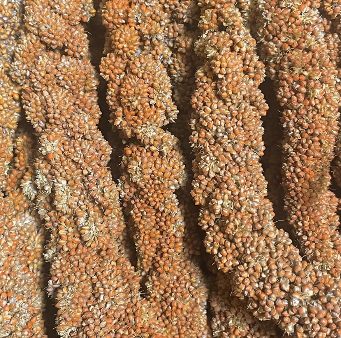 フランス産　赤粟穂　粟穂 フランス産 高級 赤粟の穂300gパック 赤粟穂 新鮮フレッシュ袋