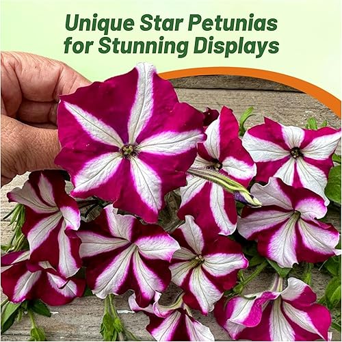Miniatura 6 de Outsidepride Burgundy Star Easy Wave - Semillas de petunia  30 unidades. Semillas de flores anuales, compactas y extendidas para plantar flores