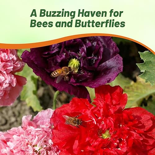 Miniatura 7 de Outsidepride 10000 semillas anuales Papaver Peony Poppy Double Flower Seed Mix para plantar