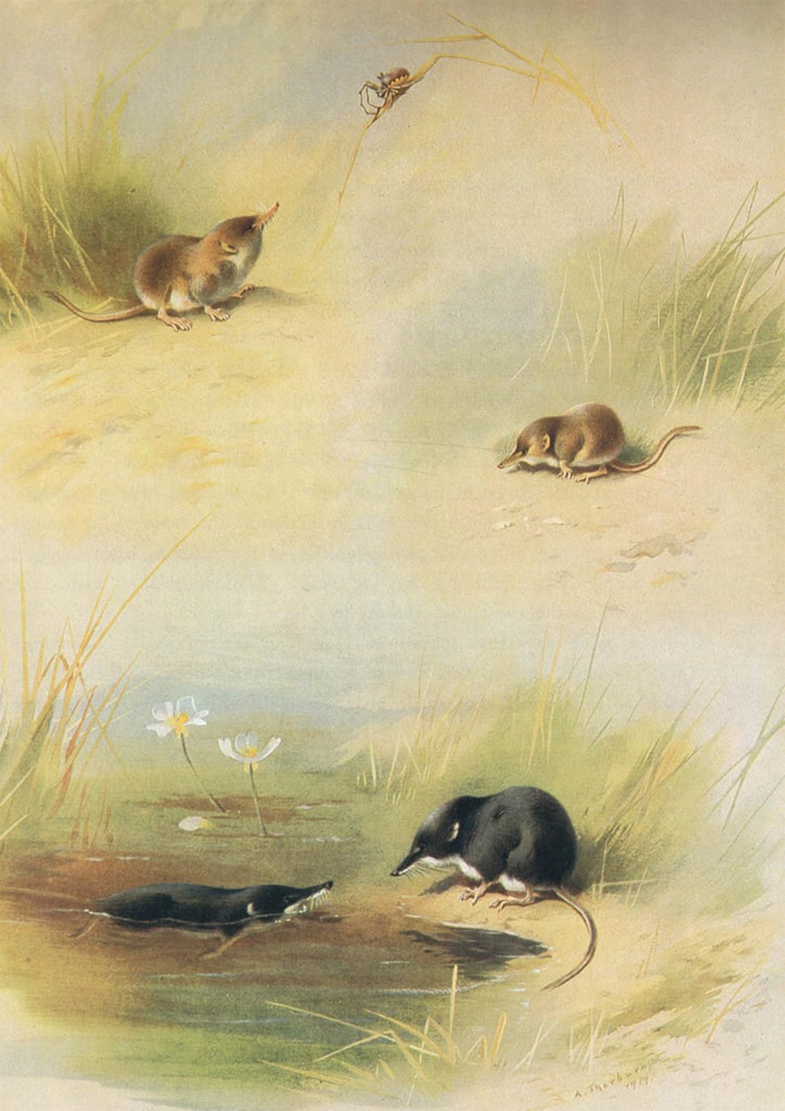 Petite Musaraigne Affiche Archibald Thorburn Décoration Murale 60x90cm - 5