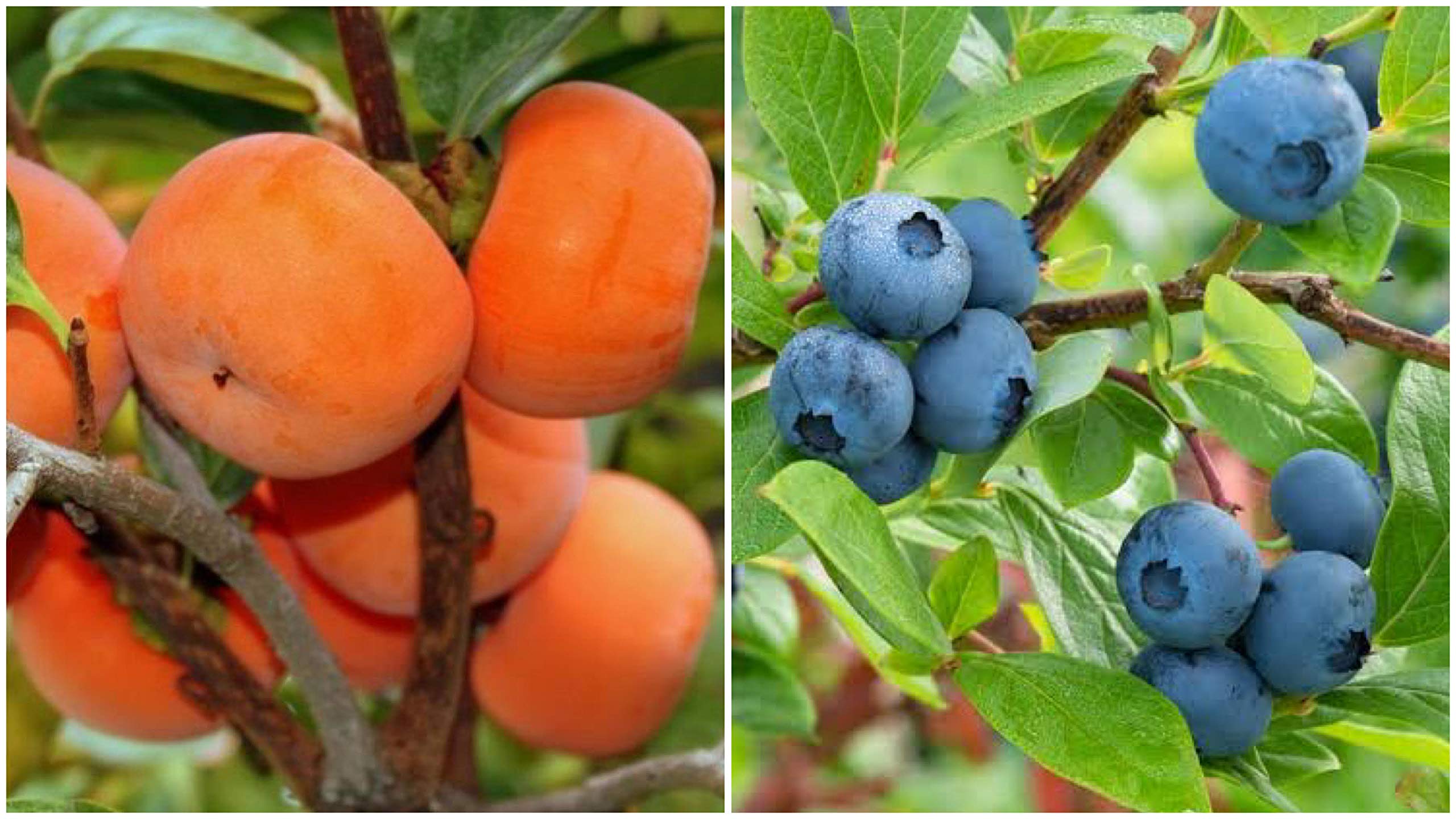 Royal Paradise Garden Rare Common Persimmon + Blueberry Tropical Fruit 2 Live Plant (1 Plant Each) (B0849WC45X) Amazon Price History, Amazon Price Tracker