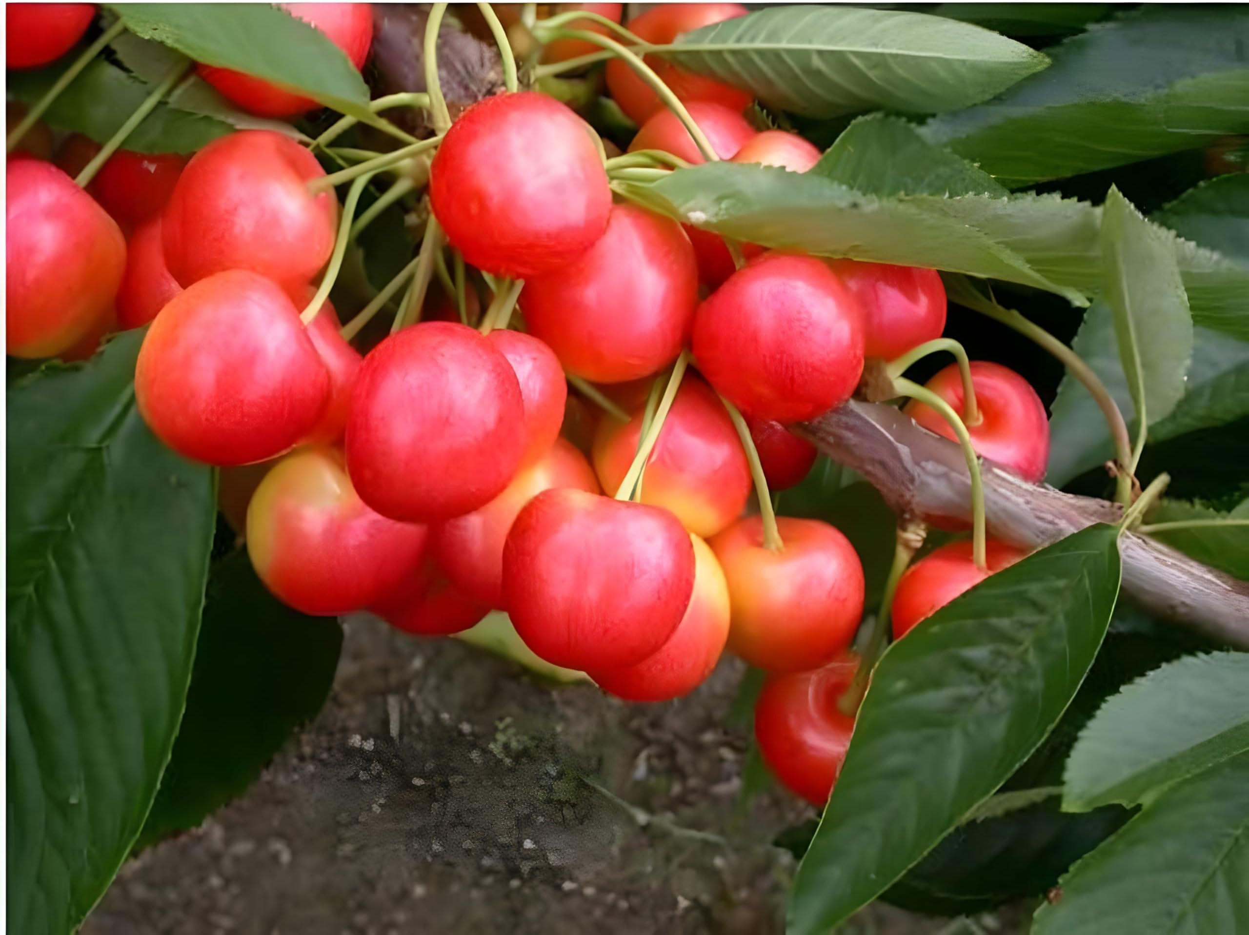 Green view® Sovereign Cherry Live Plant – Sweet Cherry Tree | Large Juicy Fruit, High Yield Variety for Home Garden, Terrace Pots & Backyard Orchard