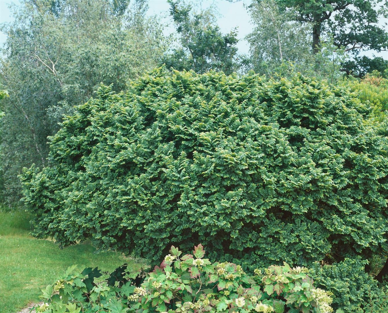 Holländische Ulme Ulmus hollandica Jacqueline Hillier 80-100 cm winterhart
