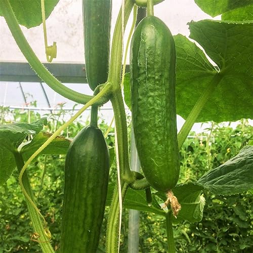 Miniatura 2 de Semillas de pepino persa - Paquete de más de 90 unidades - para pepinos libaneses de Oriente Medio 2024 Beit Alpha F1 Hybrid Burpless Kirby