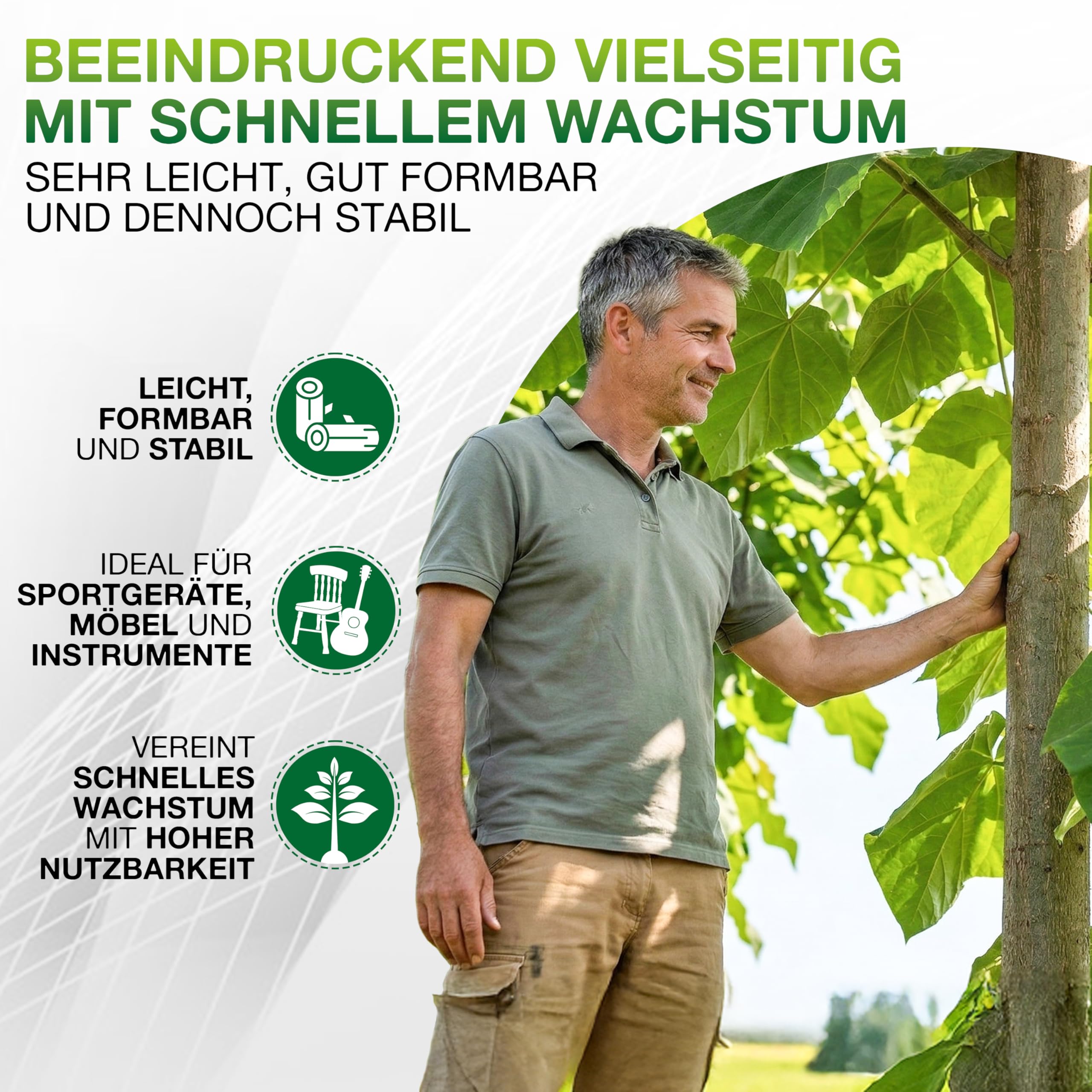 1x Blauglockenbaum Paulownia Shandong – 3-jähriger Wurzelstock – schnellwachsender Kiribaum mit blauvioletten Glockenblüten – winterhart bis ca. -15 °C – Zier-, Schatten- & Wertholzbaum