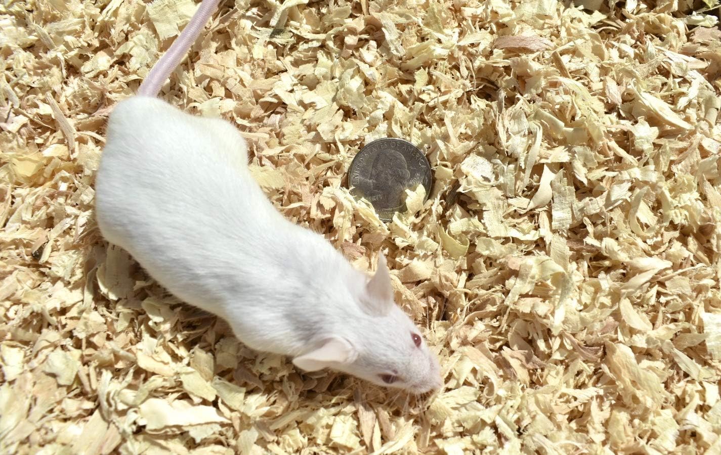 Buy MiceDirect 40 Large Adult Mice Pack of Frozen Large Adult Feeder