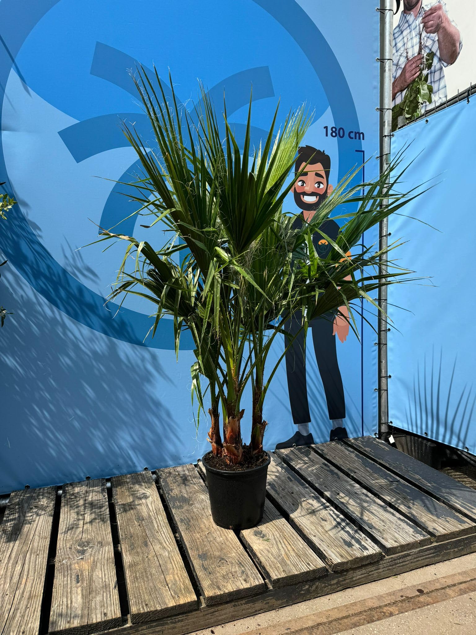 Sunny Tree - Palma - Washingtonia Robusta - multi-tronco - 140-160 centimetri incluso vaso - Palma messicana a ventaglio