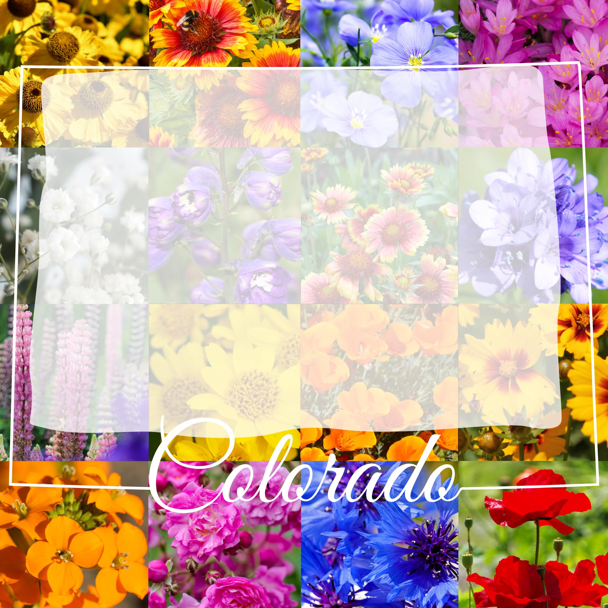 Amazon.com : Colorado Wildflower Seed Mix, 1/4 lb Covers 800 sq ft,  Multi-Color Perennial and Annual Non-GMO Blooms, Spring and Fall Planting  (1/4 Pound) : Patio, Lawn & Garden