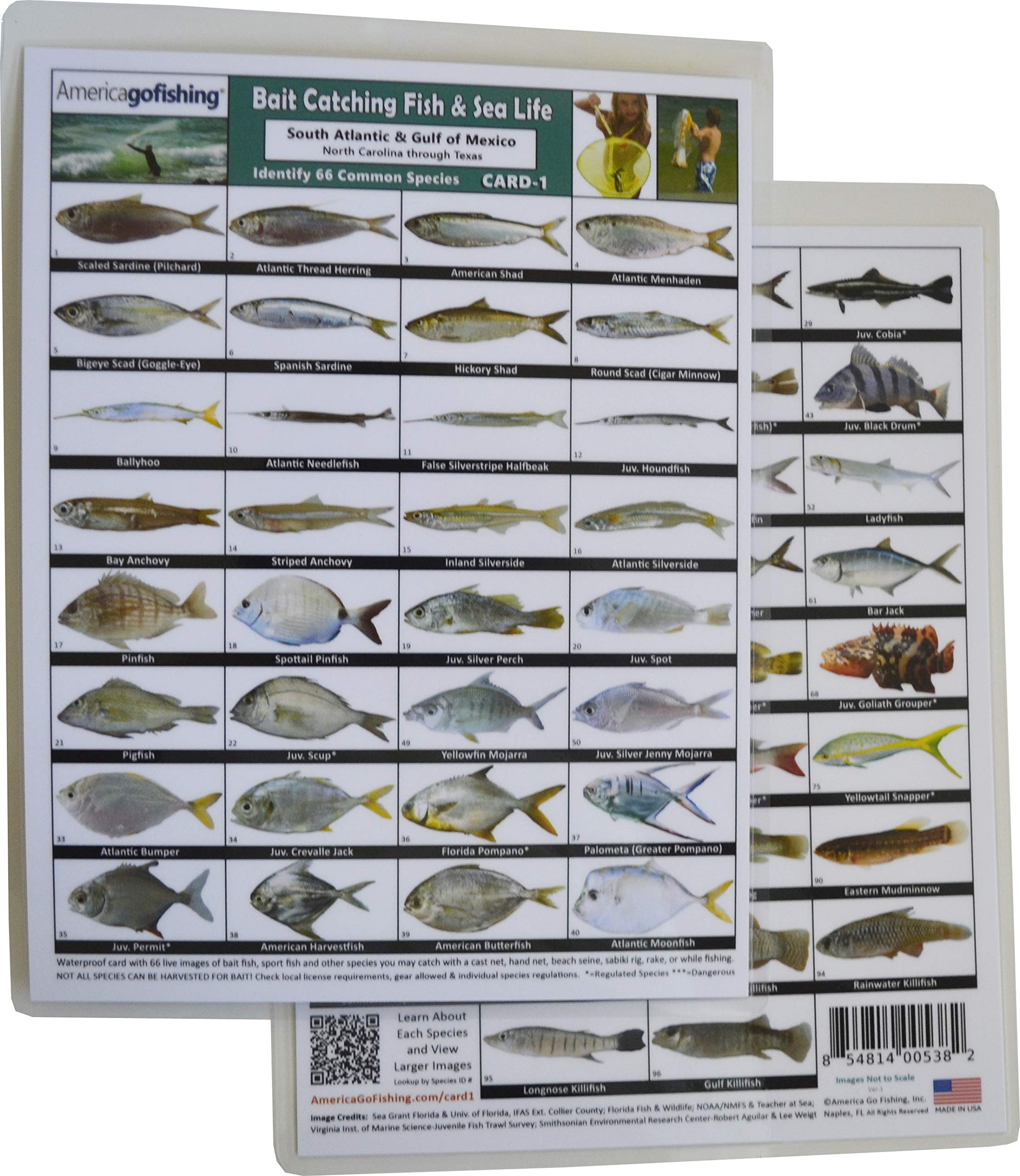 America Go Fishing - Bait Catching Fish and Sea Life Card 1 - South Atlantic and Gulf of Mexico