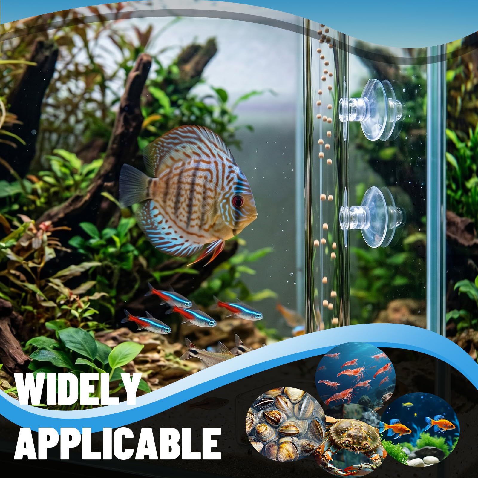 Aquarium Futterrohr-Set aus Glas 30cm Garnelen Futterschale Futterschale Aquarium Shrimp Feeder Tube mit Futterschale für Garnelenfutter