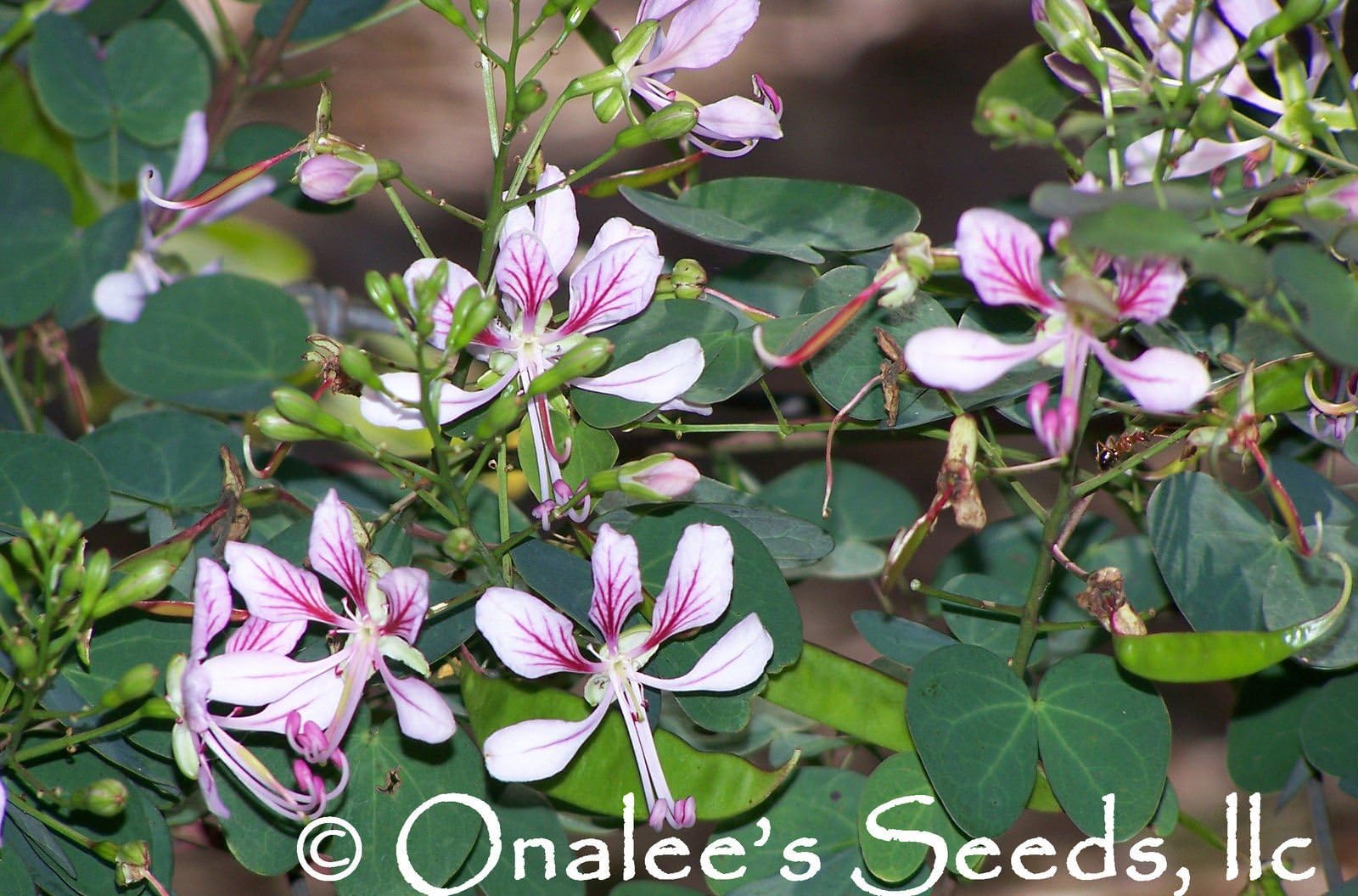 10+ Orchid Vine, Butterfly Vine, Fairy Vine Perennial (Bauhinia) Seeds Lavender