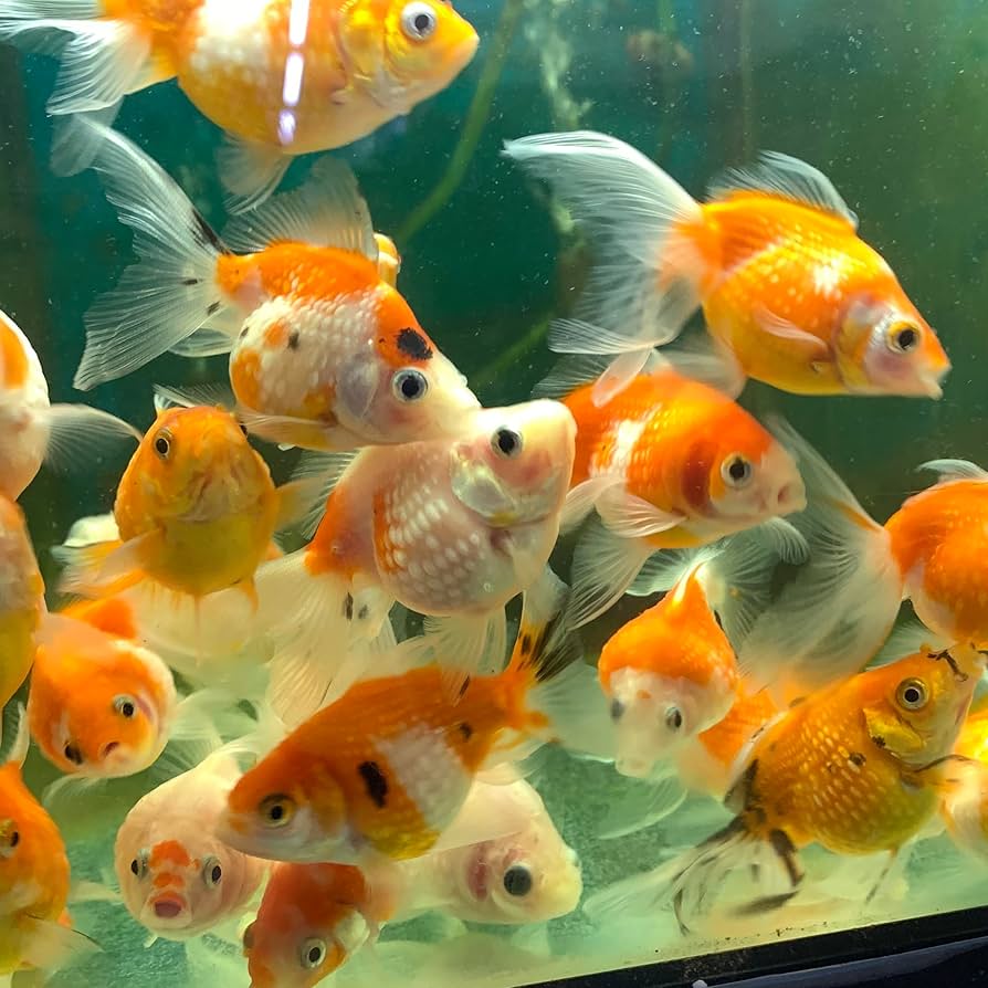 Amazon | 金魚 MIXピンポンパール タイ産 SM 3匹 ※色の指定不可