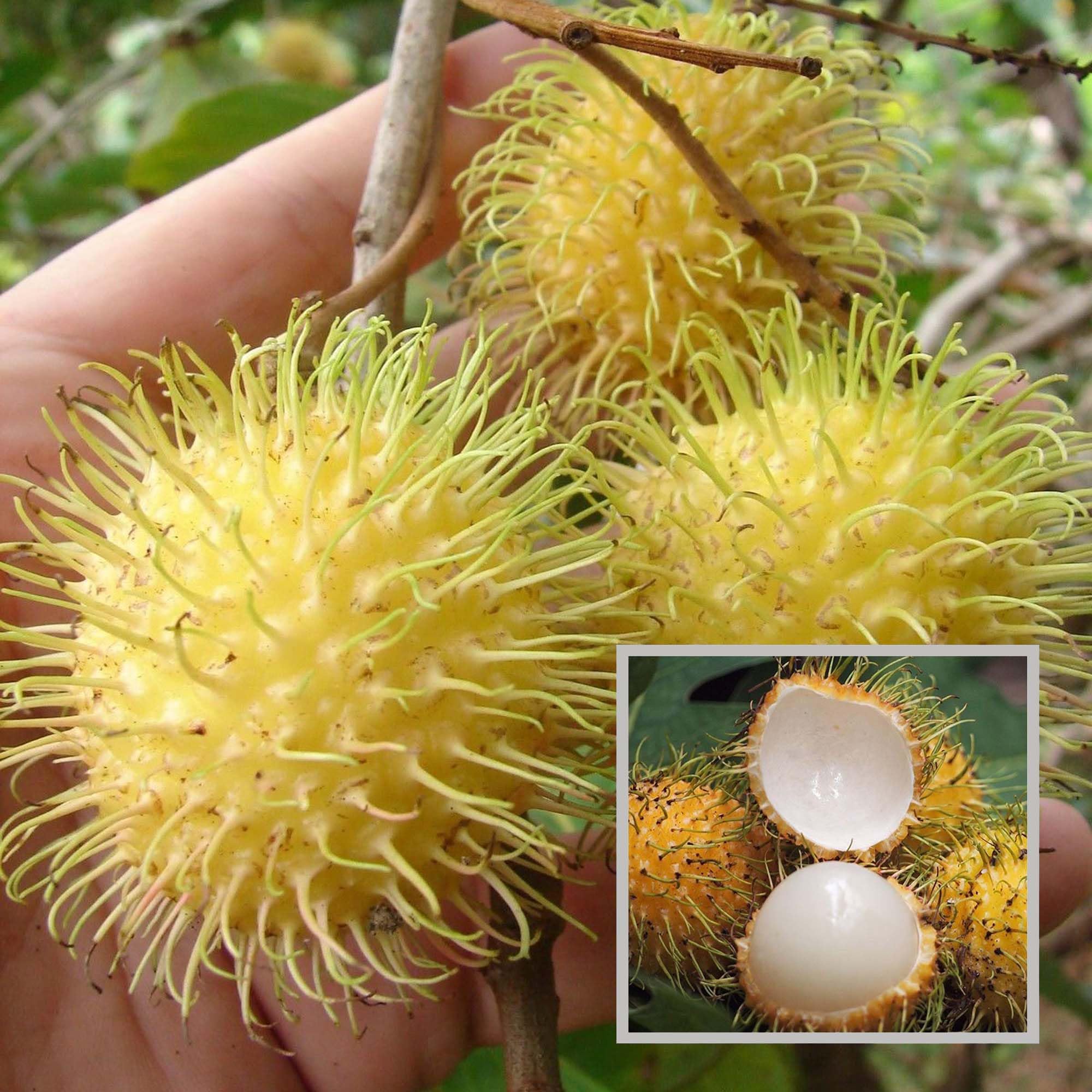HAPING E35 Rambutan Grafted Fruit Live Plant (2-3 Feet Height) (B0D5VS8YFX) Amazon Price History, Amazon Price Tracker