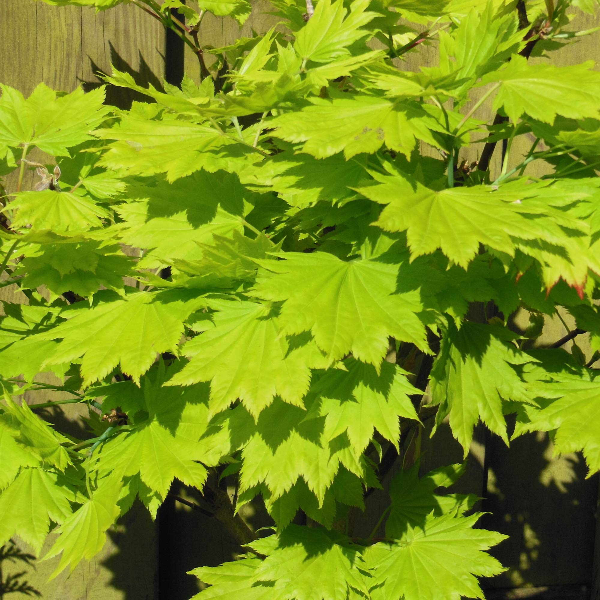 Acer shirasawanum "Jordan" | Acero giapponese Pianta da giardino deciduo Arbusto in vaso