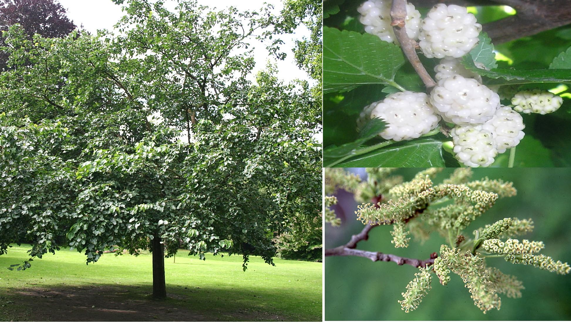 White Mugerry Morus Aga 350+ Seeds |