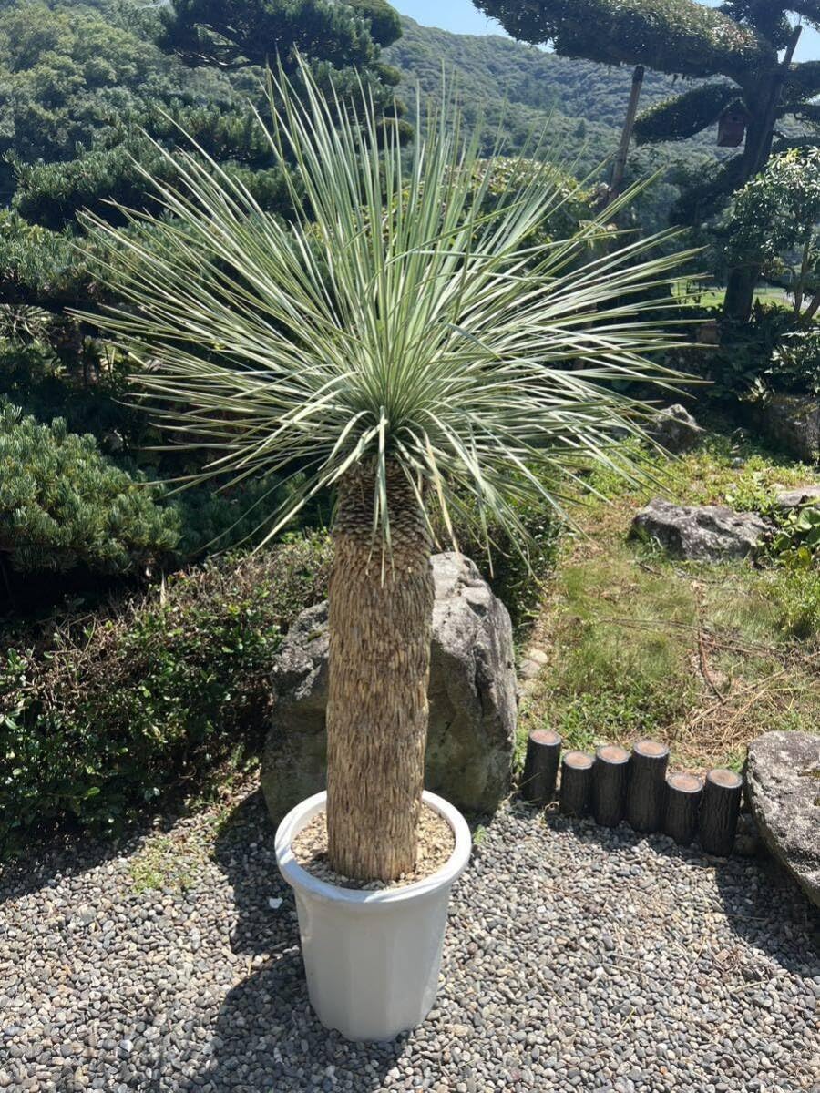 ユッカ ユッカ ロストラータ ⑦ ロストラータ⑦ 公式通販