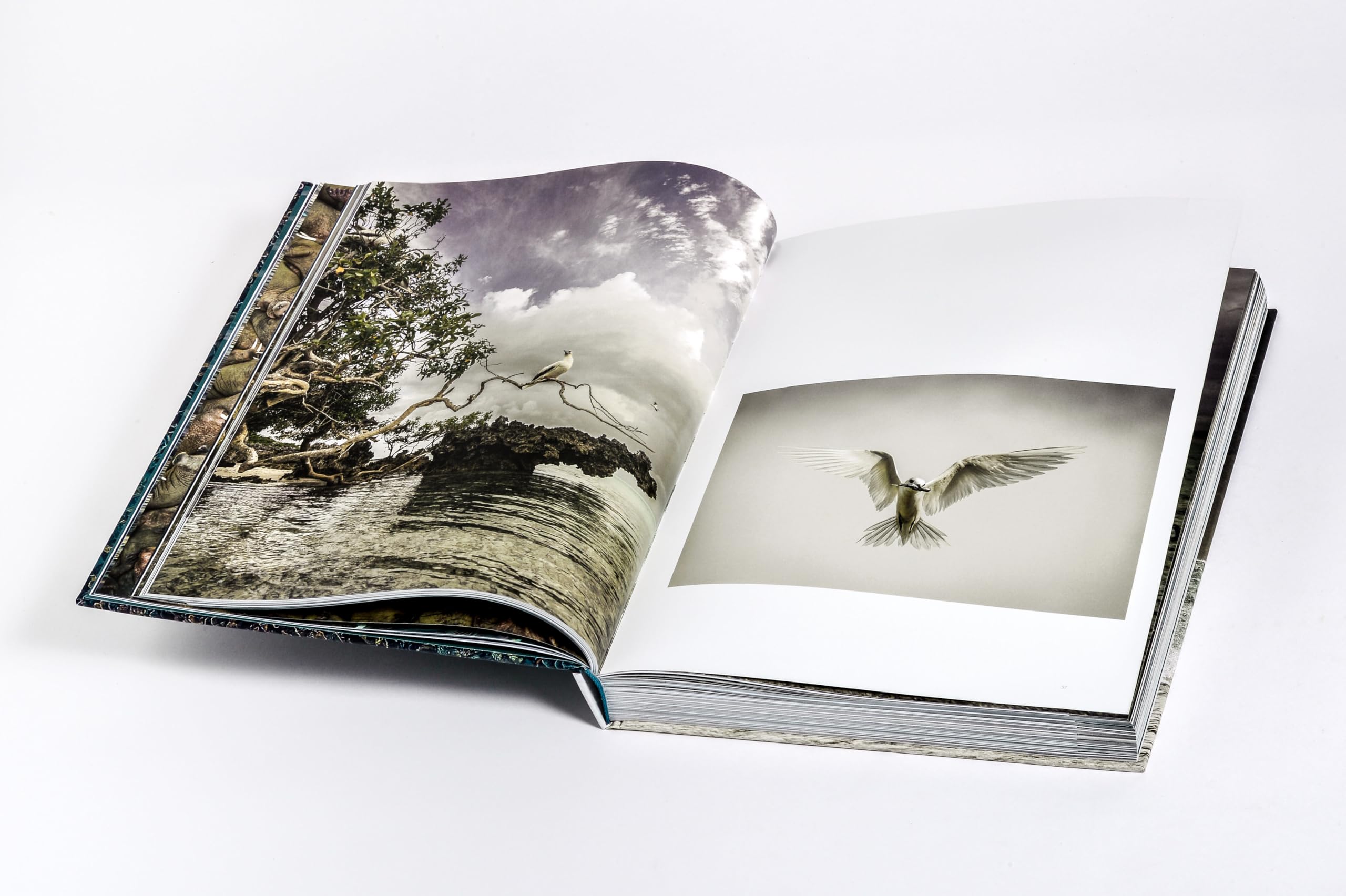Wilder Ozean: Eine Reise in die ungezähmte Natur der Weltmeere. Opulenter Coffee-Table-Band mit über 200 faszinierenden Fotografien