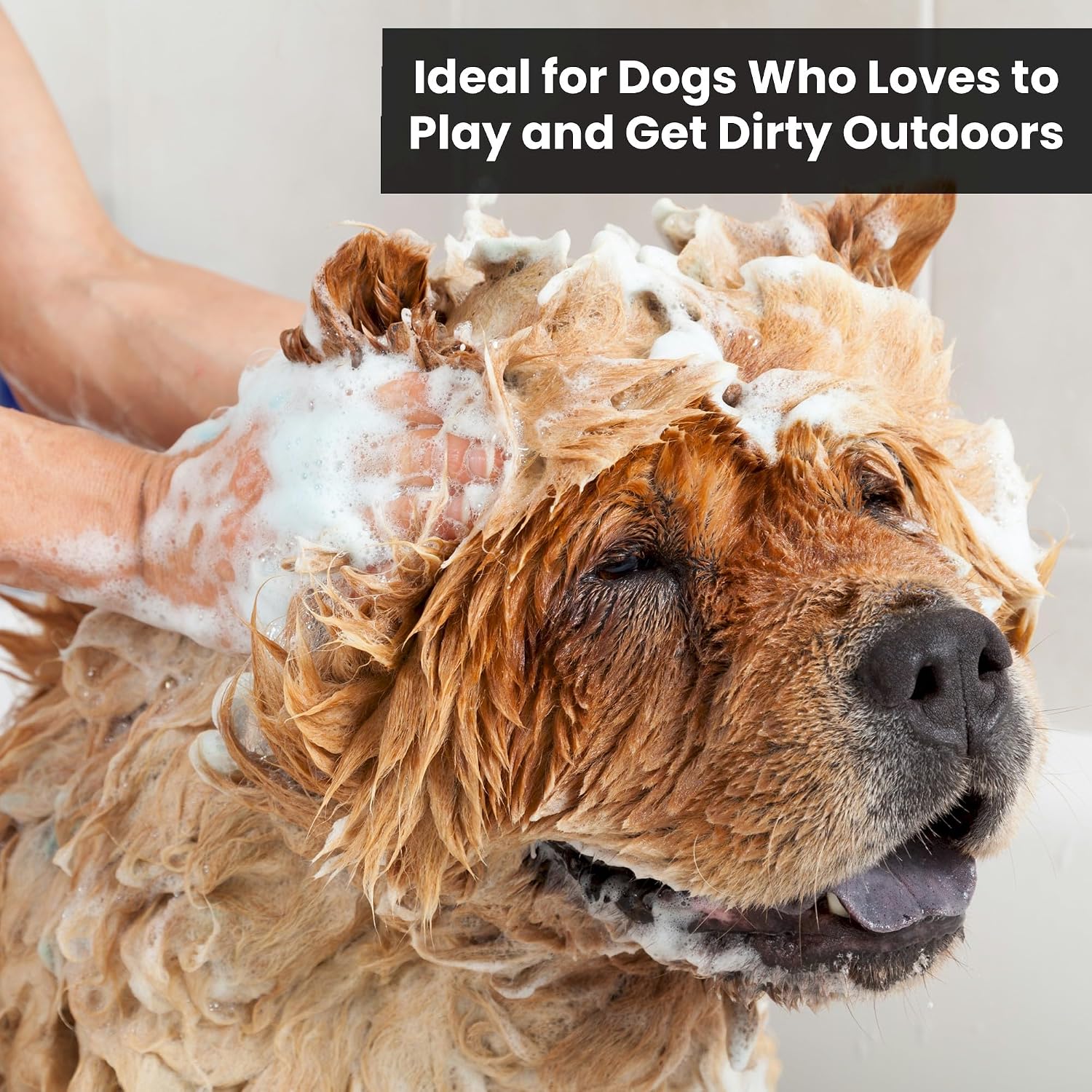 Dog Shampoo and Conditioner - Aromatic Tearless Shampoo for Cleansing, Grooming, and Conditioning - Moisturizing Anti Itch Shampoo for Dogs and Puppies - Mandarin Ginger 13.5 oz. image 5