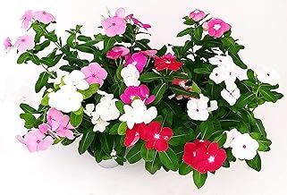 POWERS TO FLOWERS - PERVINCA DEL MADAGASCAR, VINCA MISTE, 6 PIANTE, piante vere
