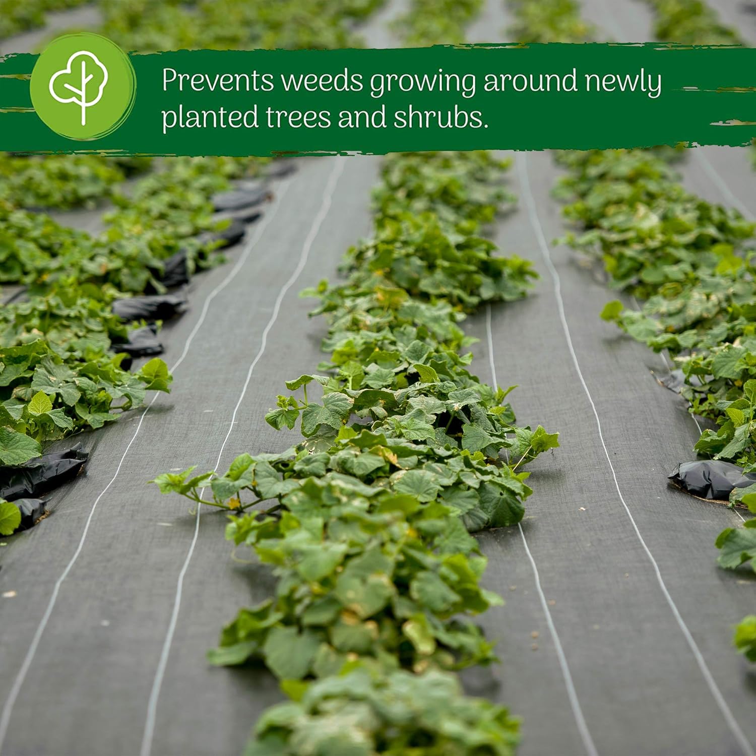 Buy Weed Control Membrane (Folded 1m x 10m), Weed Barrier Heavy Duty