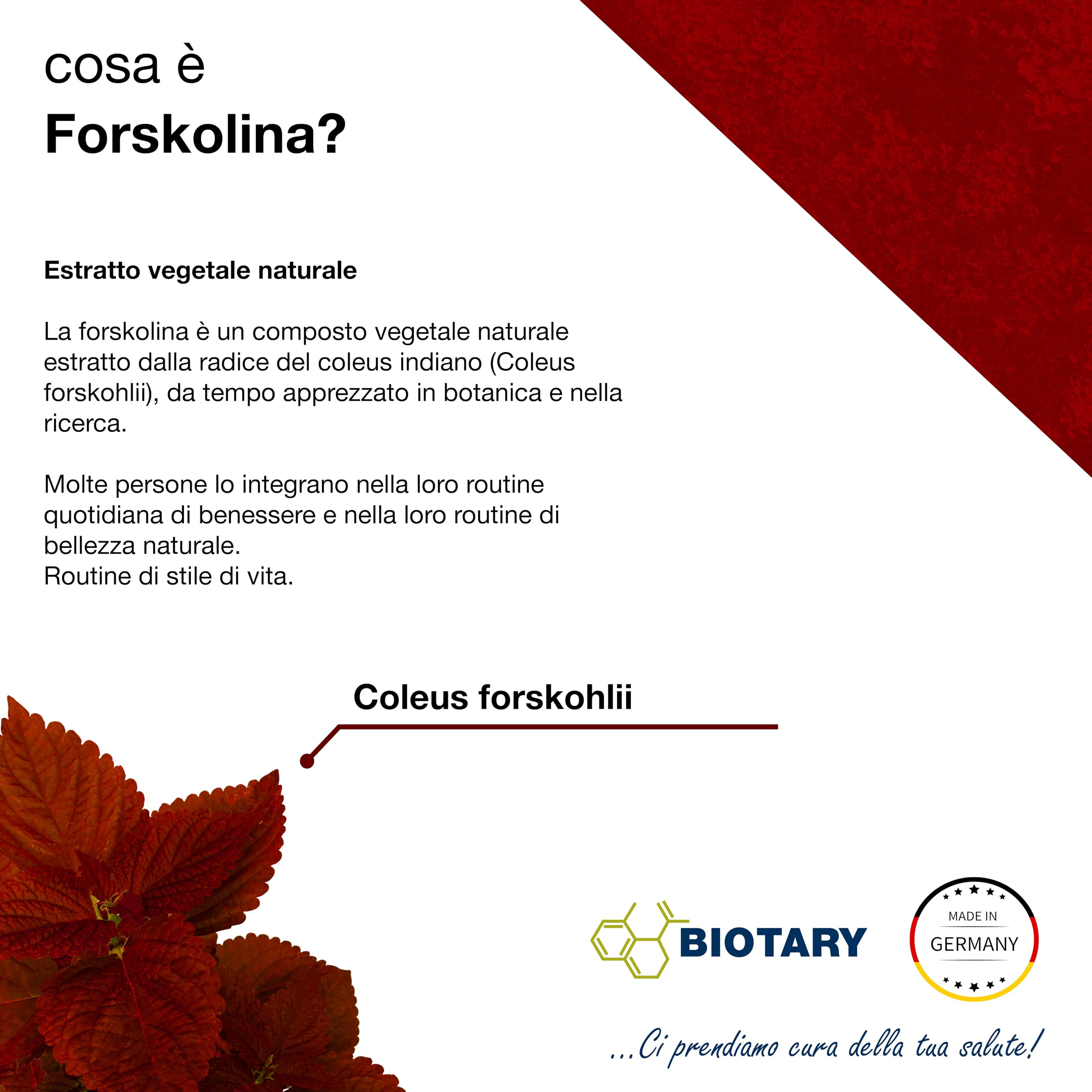 Estratto di Forskolin – 120 capsule – 4 mesi – scatola pillole inclusa – 2800 mg (equivalente a polvere di Forskohlii 35:1) – dosaggio elevato – vegano – testato da laboratorio – qualità premium