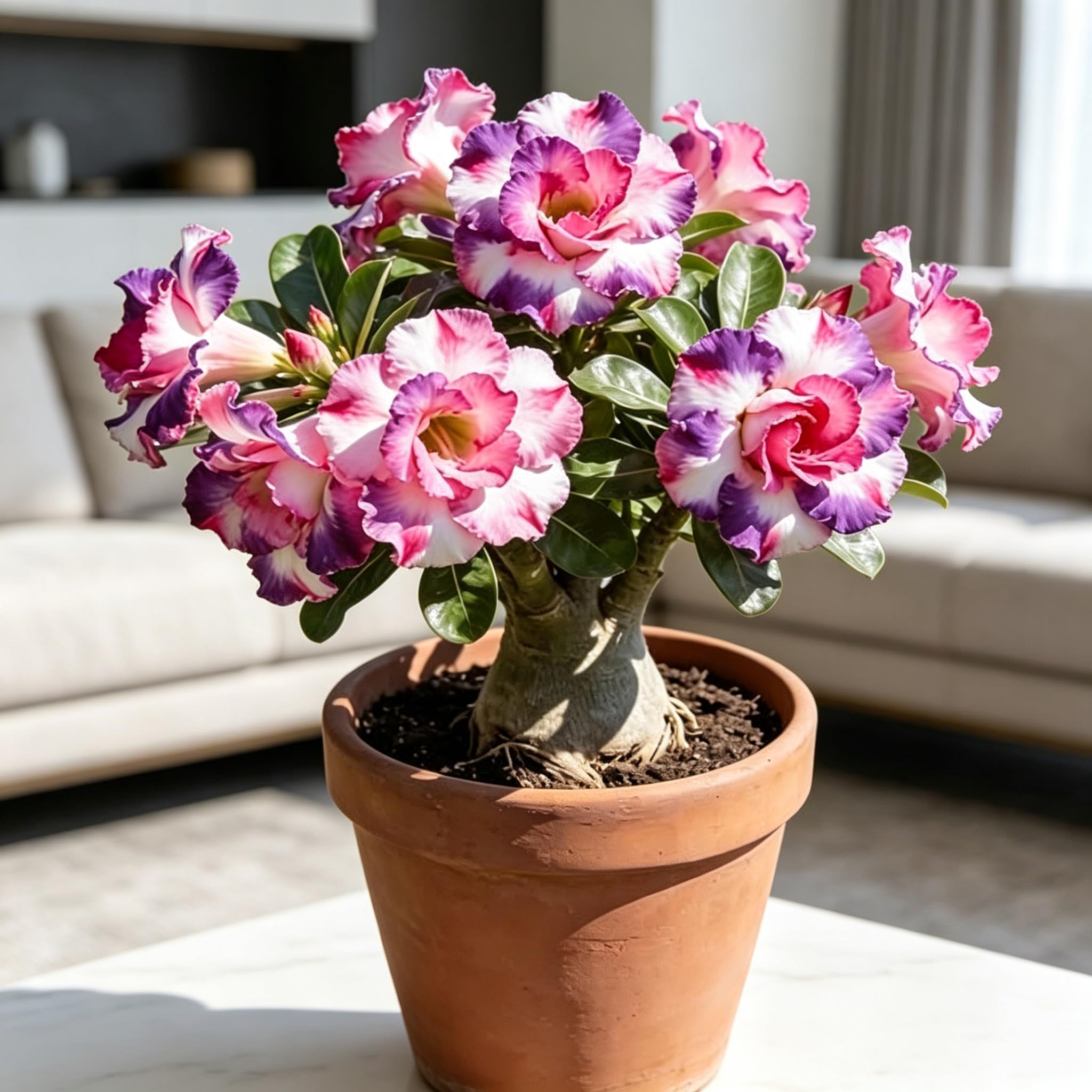 Rare Desert Rose Growing Substrate, Perennial, Bedding plant-10pcs-D